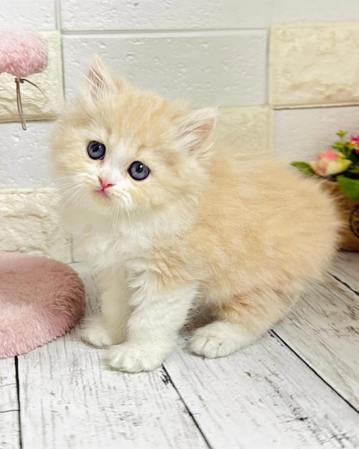 ミヌエット/ブリーダー直販/パピーランドシェリエ/子猫販売