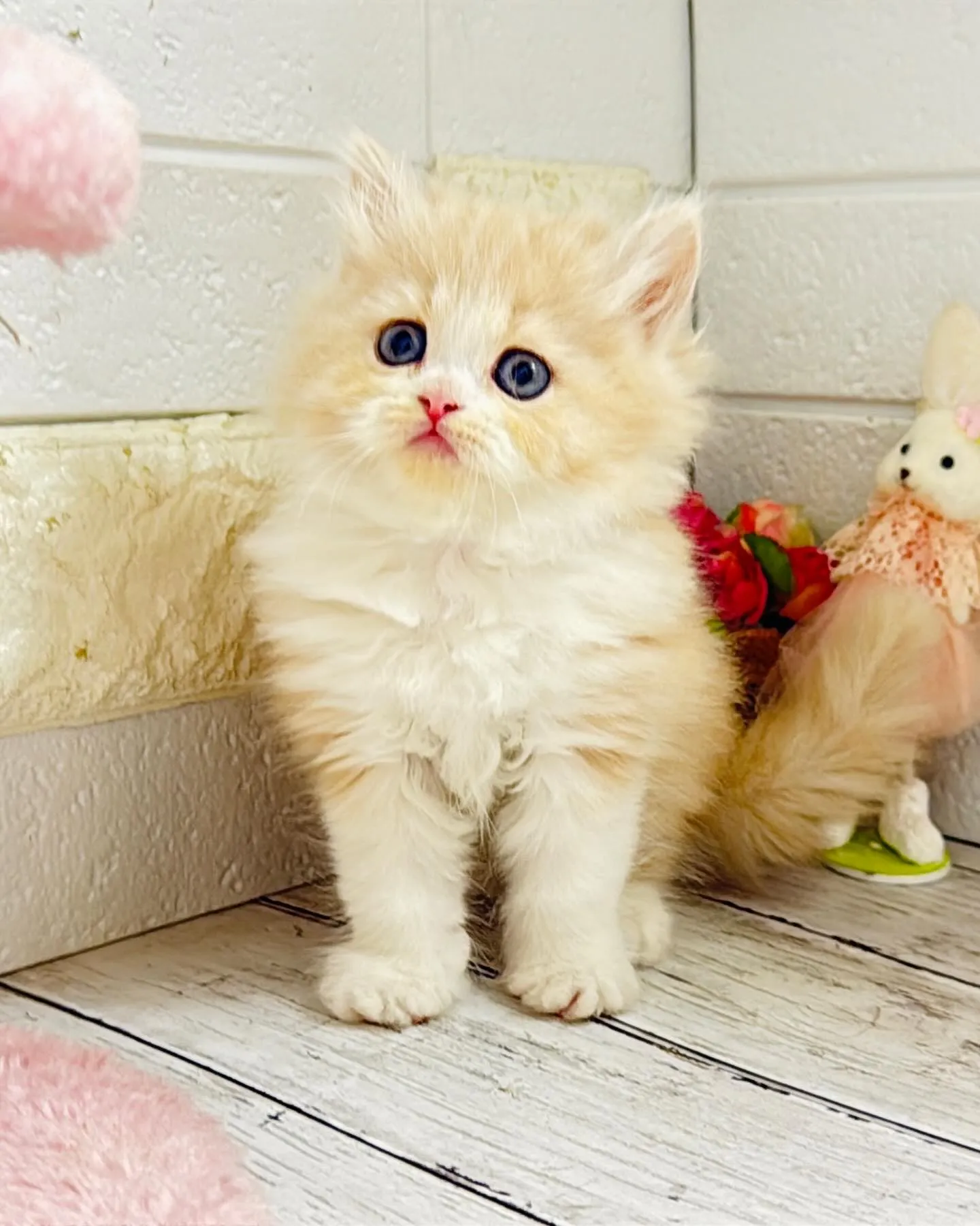 ミヌエット/ブリーダー直販/パピーランドシェリエ/子猫販売