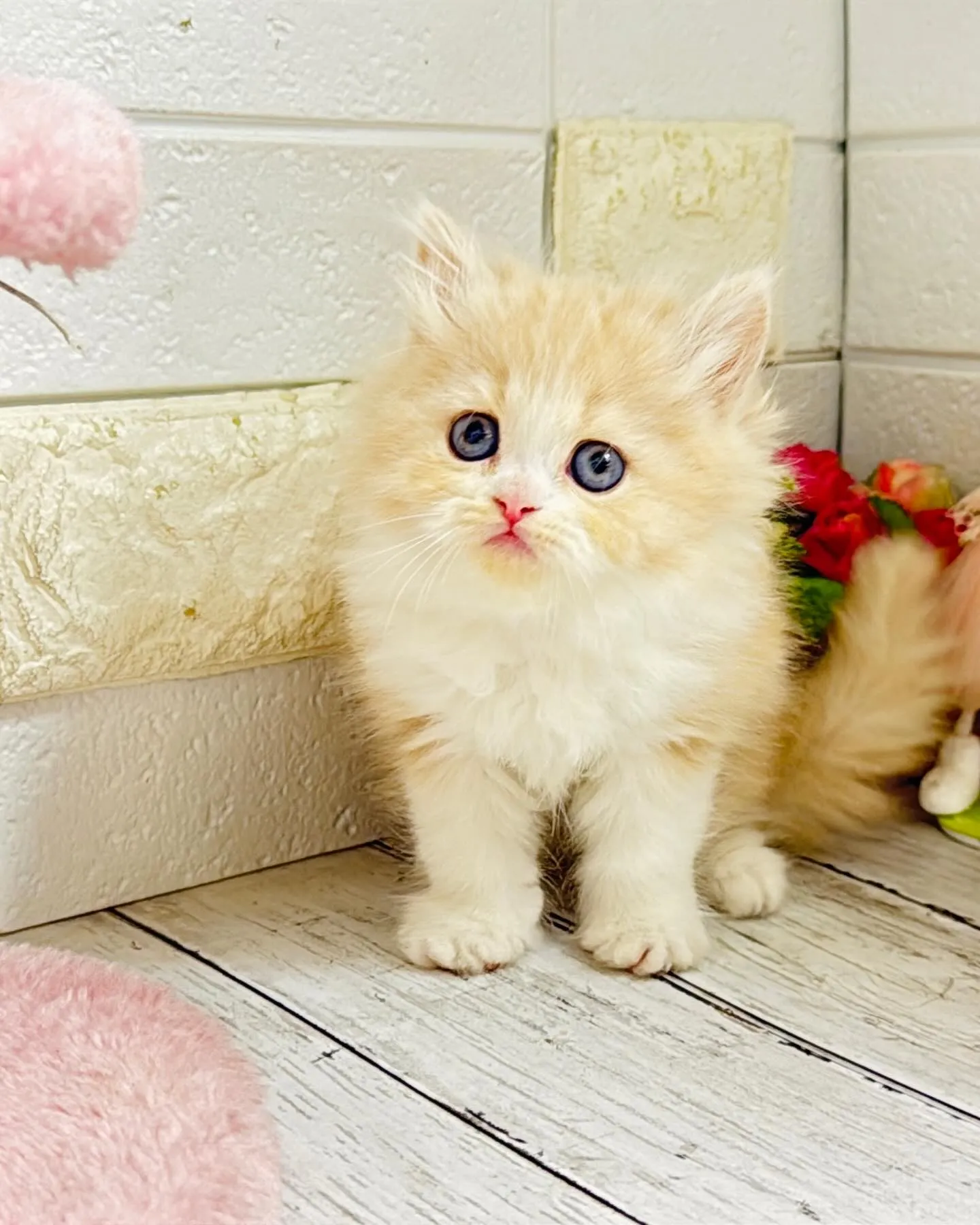 ミヌエット/ブリーダー直販/パピーランドシェリエ/子猫販売