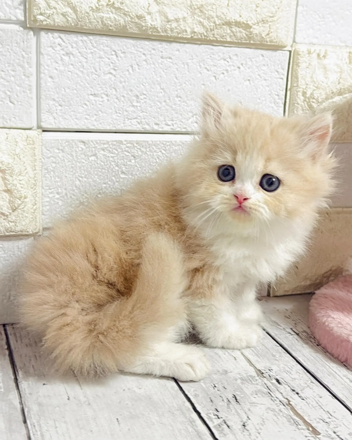 ミヌエット/ブリーダー直販/パピーランドシェリエ/子猫販売