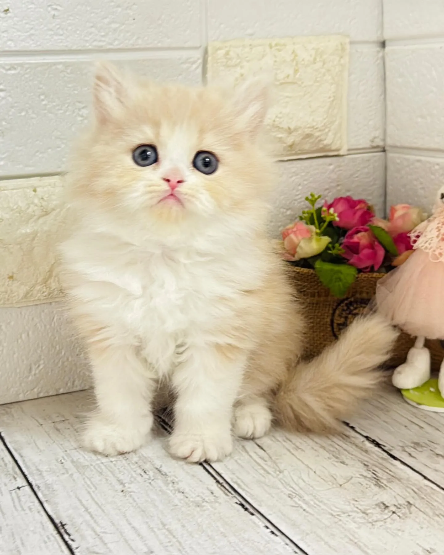 ミヌエット/ブリーダー直販/パピーランドシェリエ/子猫販売