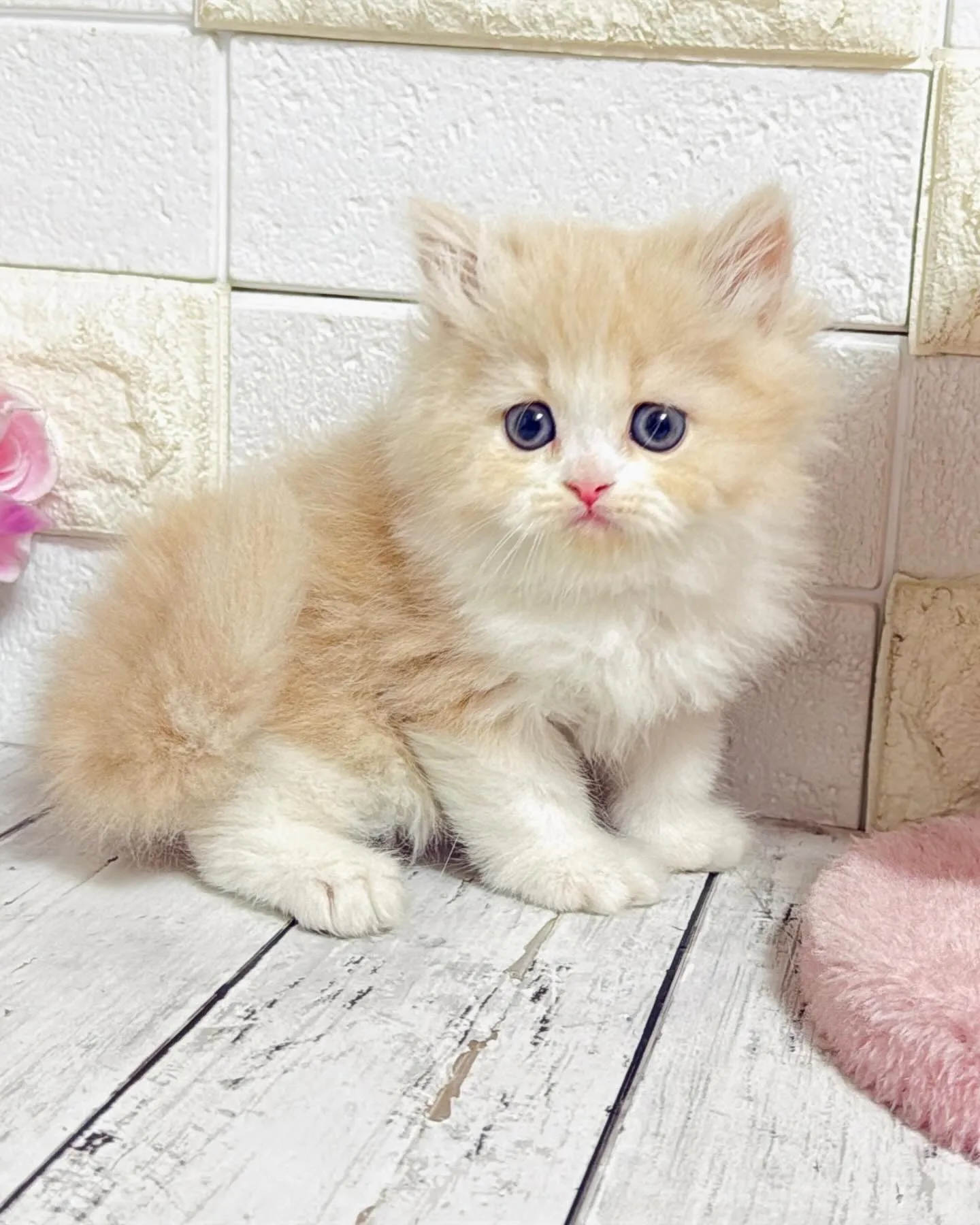 ミヌエット/ブリーダー直販/パピーランドシェリエ/子猫販売