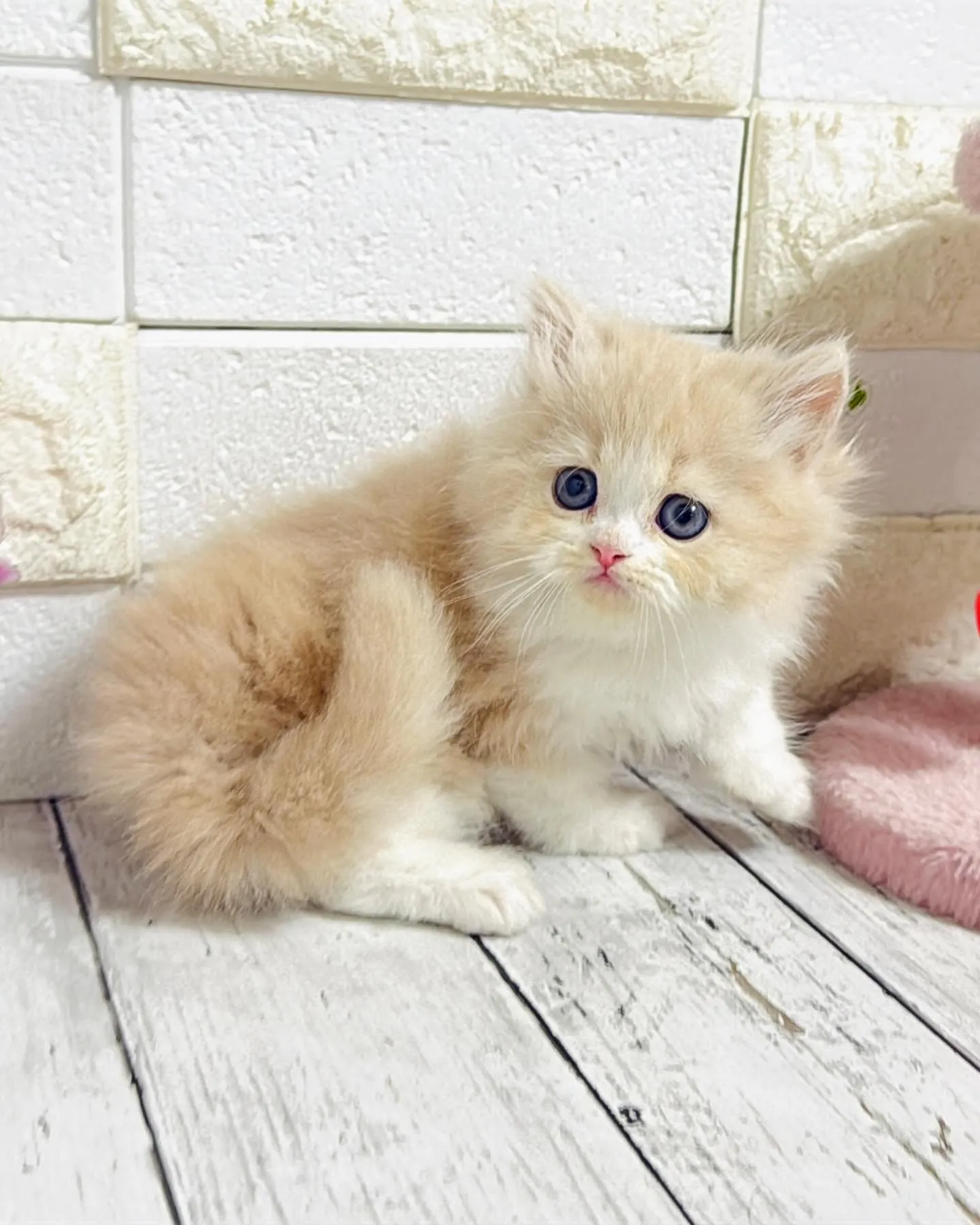 ミヌエット/ブリーダー直販/パピーランドシェリエ/子猫販売