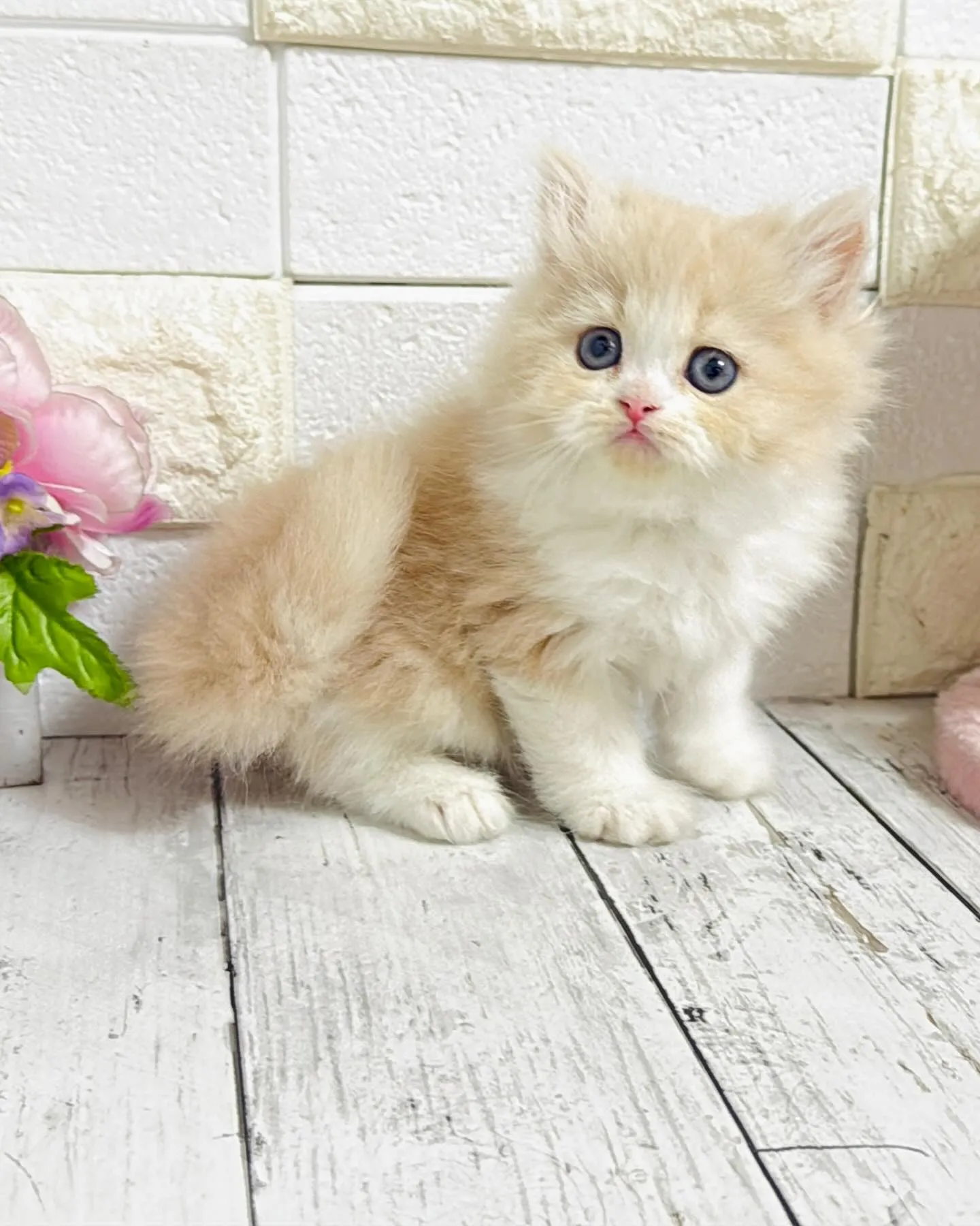 ミヌエット/ブリーダー直販/パピーランドシェリエ/子猫販売