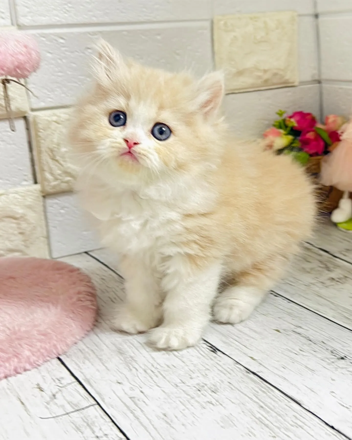 ミヌエット/ブリーダー直販/パピーランドシェリエ/子猫販売