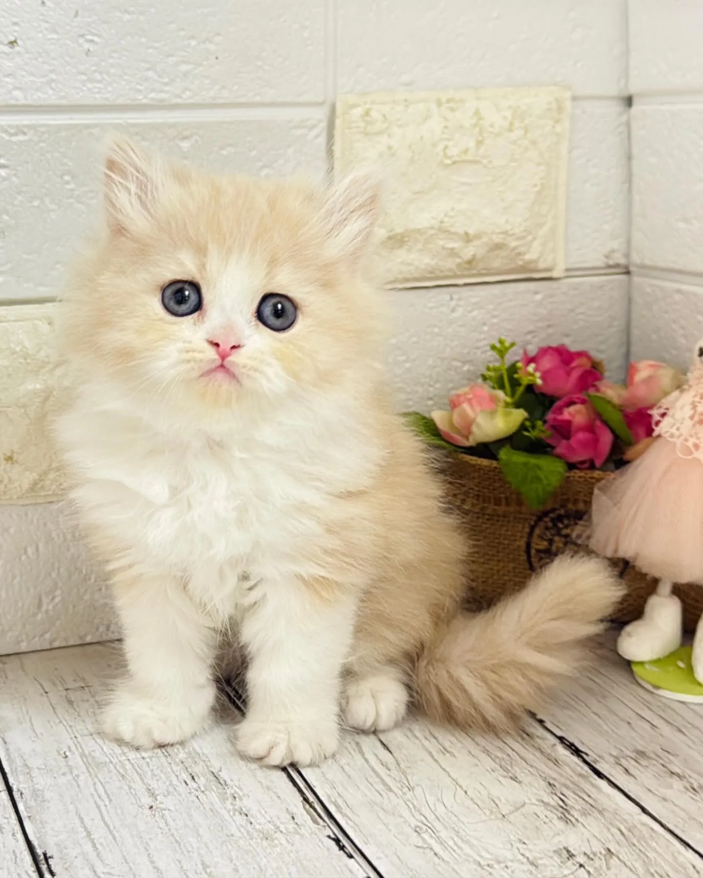 ミヌエット/ブリーダー直販/パピーランドシェリエ/子猫販売