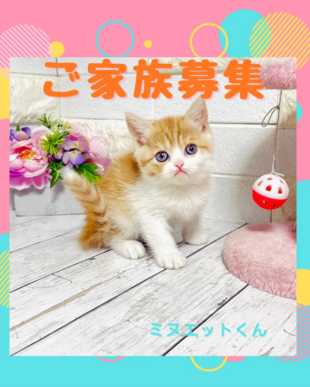 ミヌエット/ブリーダー直販/パピーランドシェリエ/子猫販売