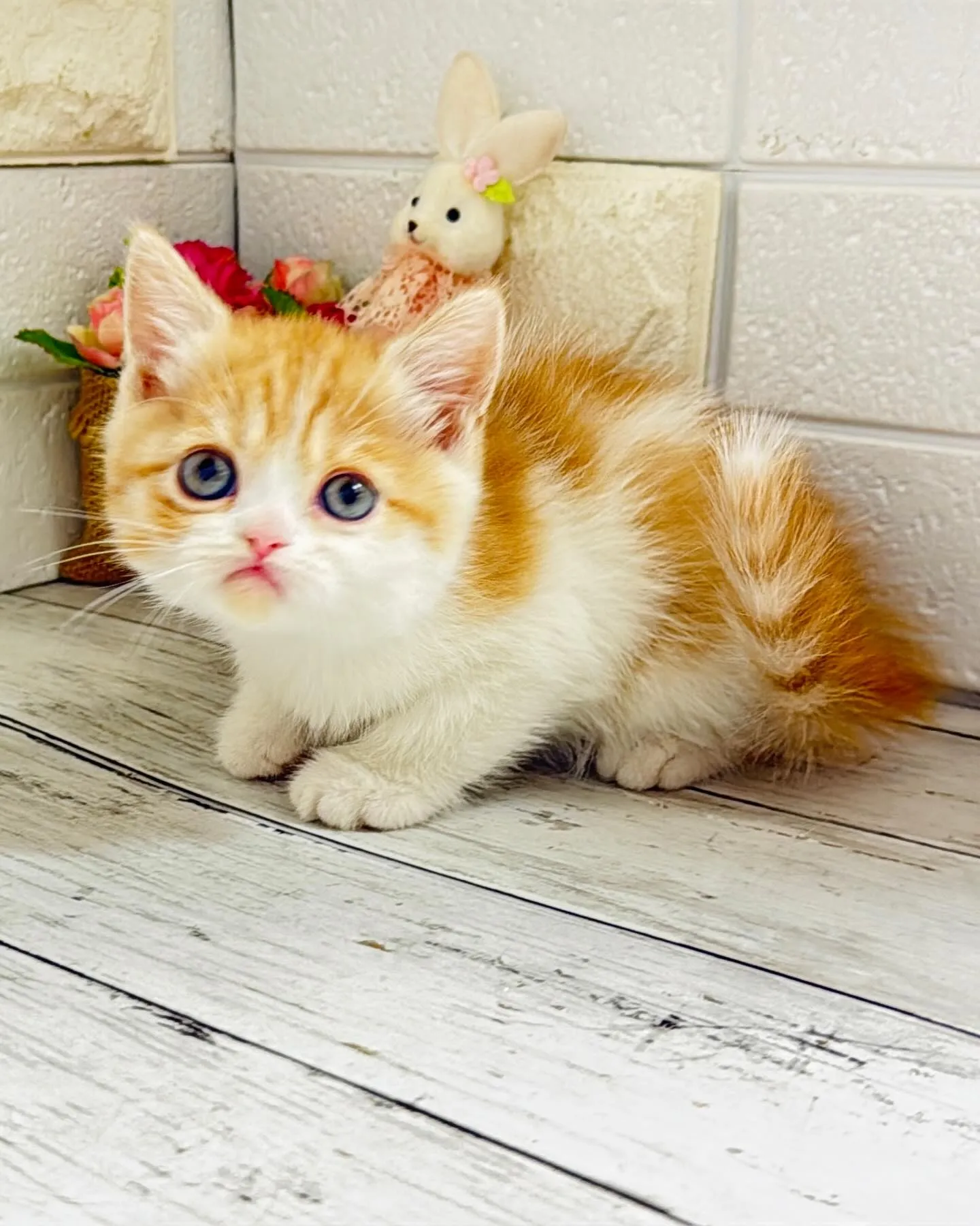 ミヌエット/ブリーダー直販/パピーランドシェリエ/子猫販売