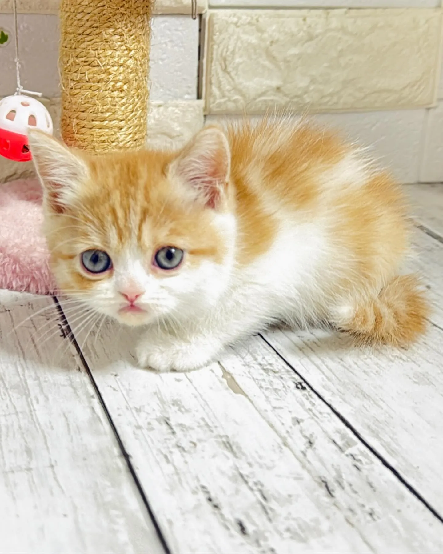 ミヌエット/ブリーダー直販/パピーランドシェリエ/子猫販売