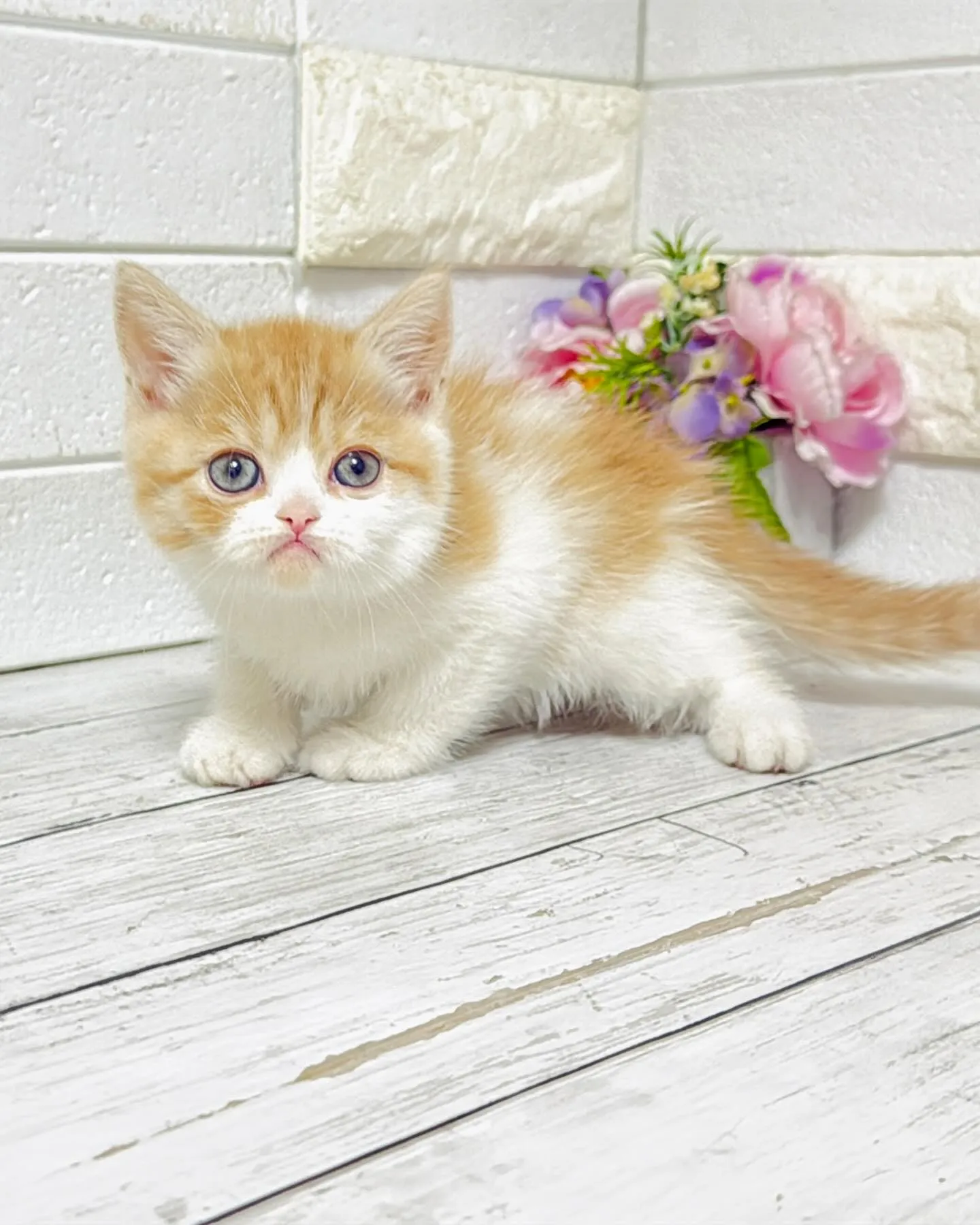 ミヌエット/ブリーダー直販/パピーランドシェリエ/子猫販売