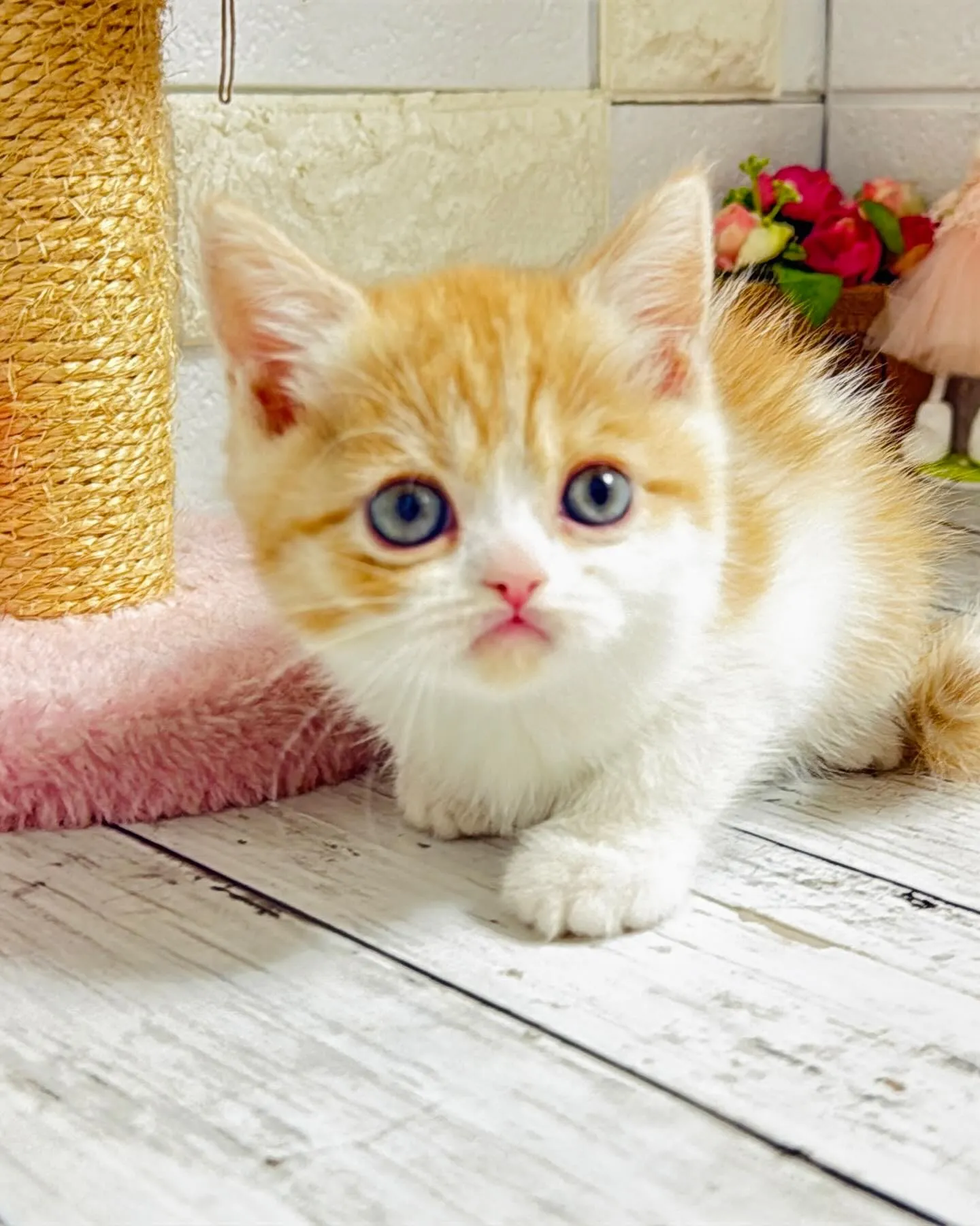 ミヌエット/ブリーダー直販/パピーランドシェリエ/子猫販売