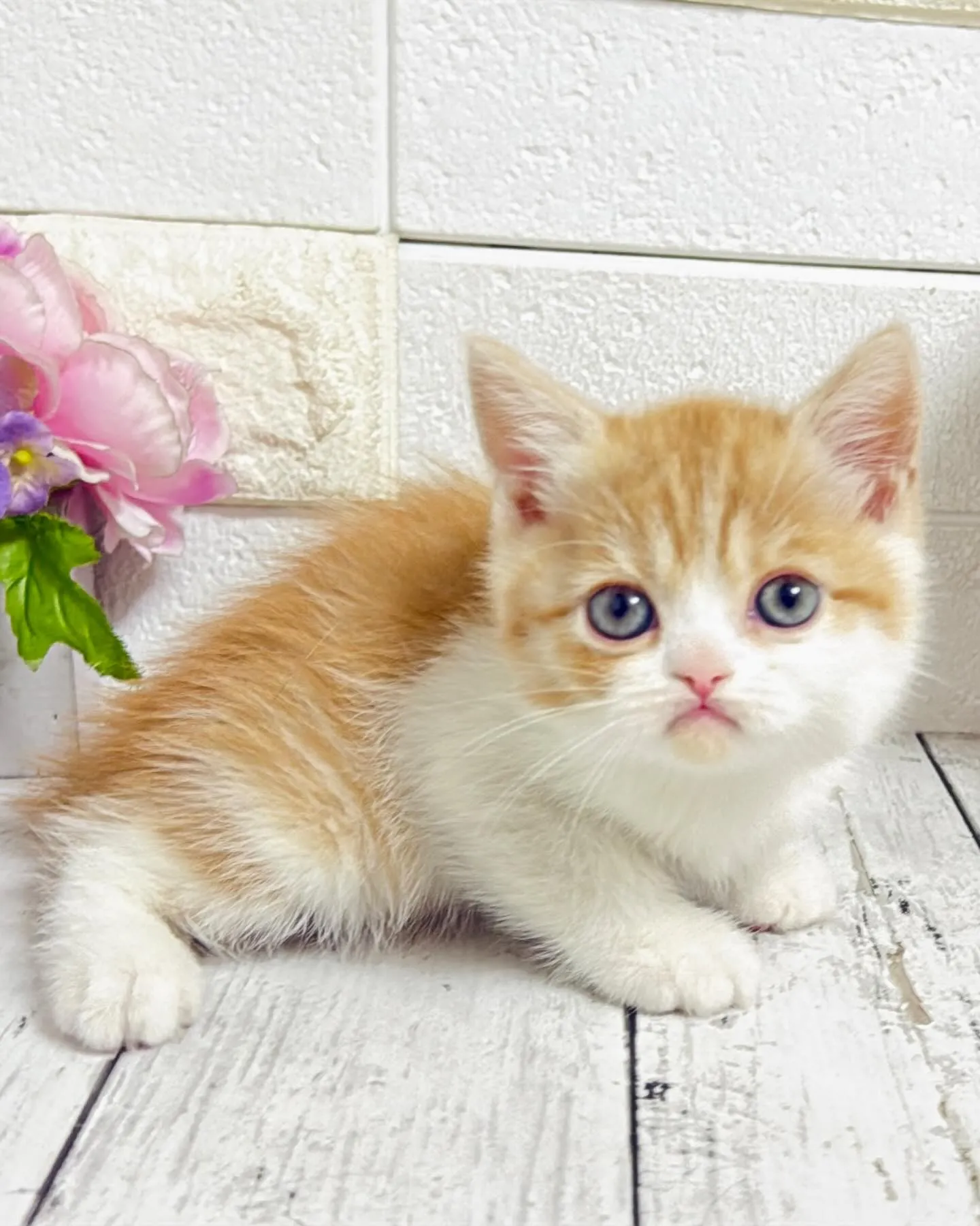 ミヌエット/ブリーダー直販/パピーランドシェリエ/子猫販売