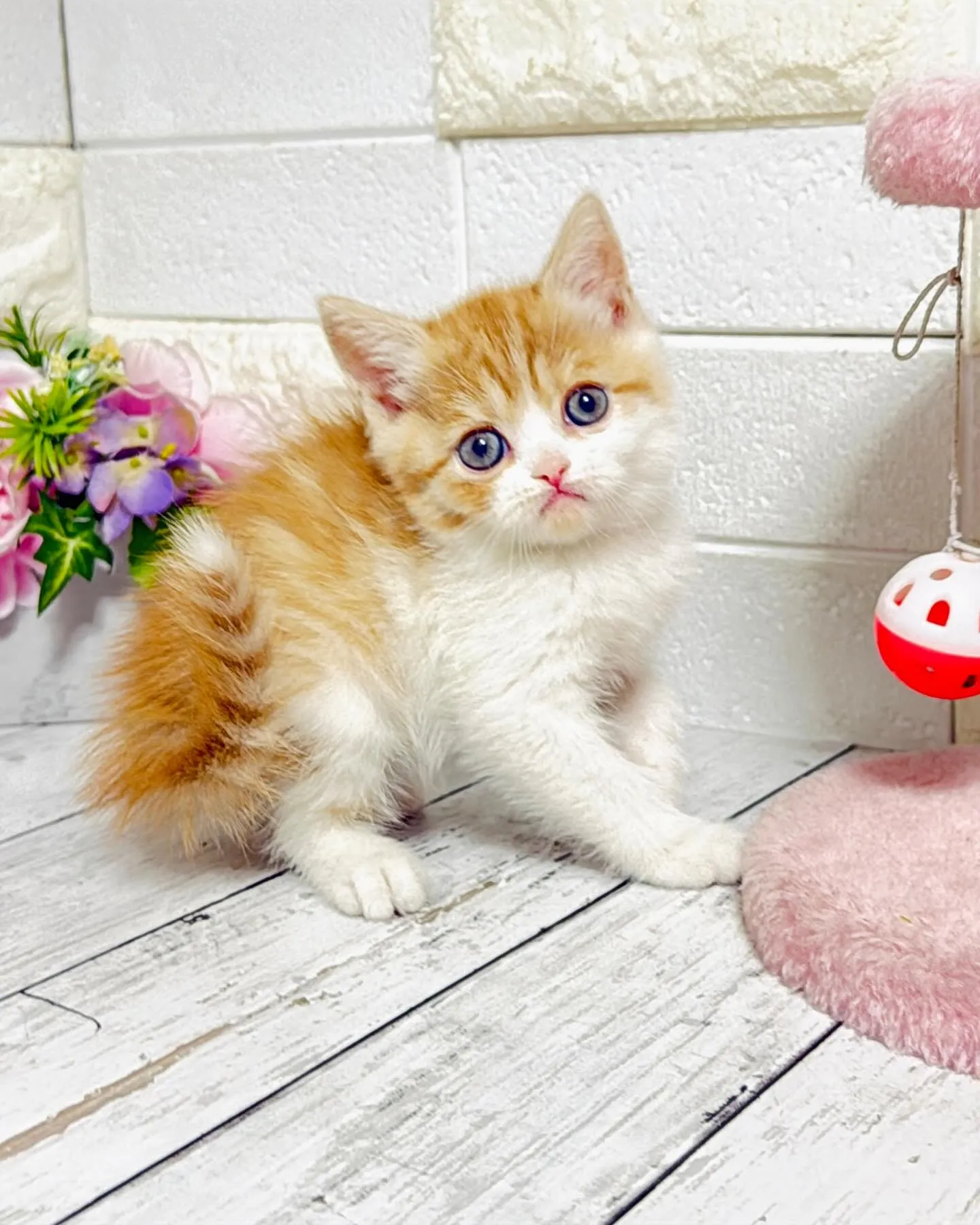 ミヌエット/ブリーダー直販/パピーランドシェリエ/子猫販売