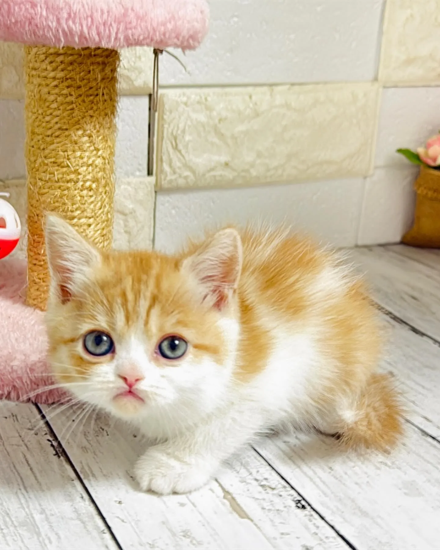 ミヌエット/ブリーダー直販/パピーランドシェリエ/子猫販売