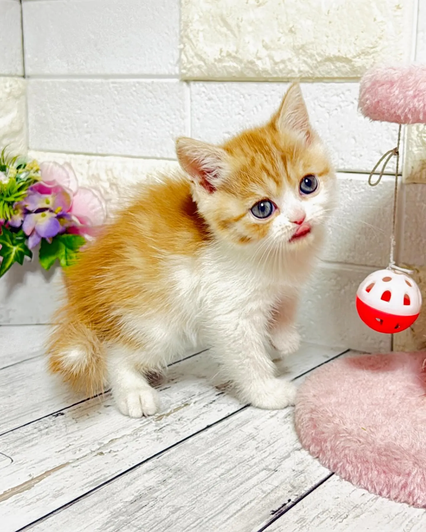 ミヌエット/ブリーダー直販/パピーランドシェリエ/子猫販売