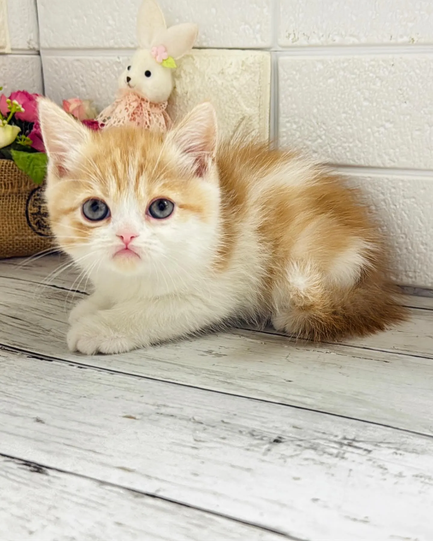 ミヌエット/ブリーダー直販/パピーランドシェリエ/子猫販売