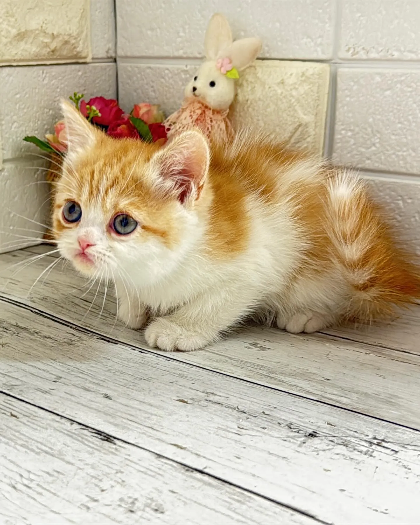 ミヌエット/ブリーダー直販/パピーランドシェリエ/子猫販売