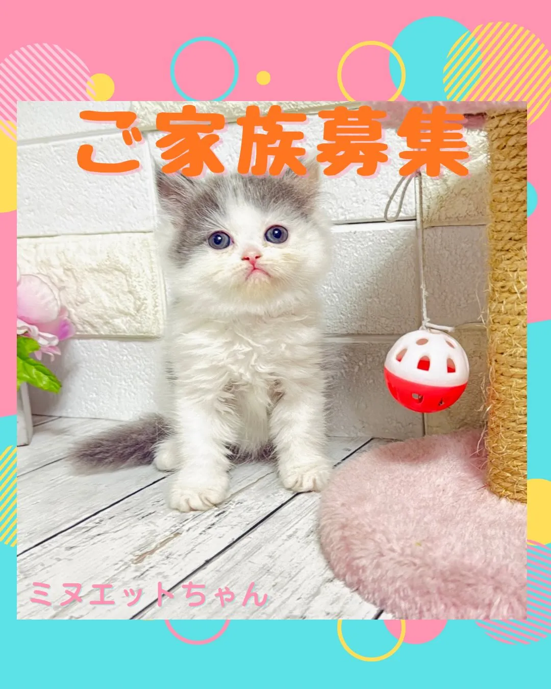 ミヌエット/ブリーダー直販/パピーランドシェリエ/子猫販売