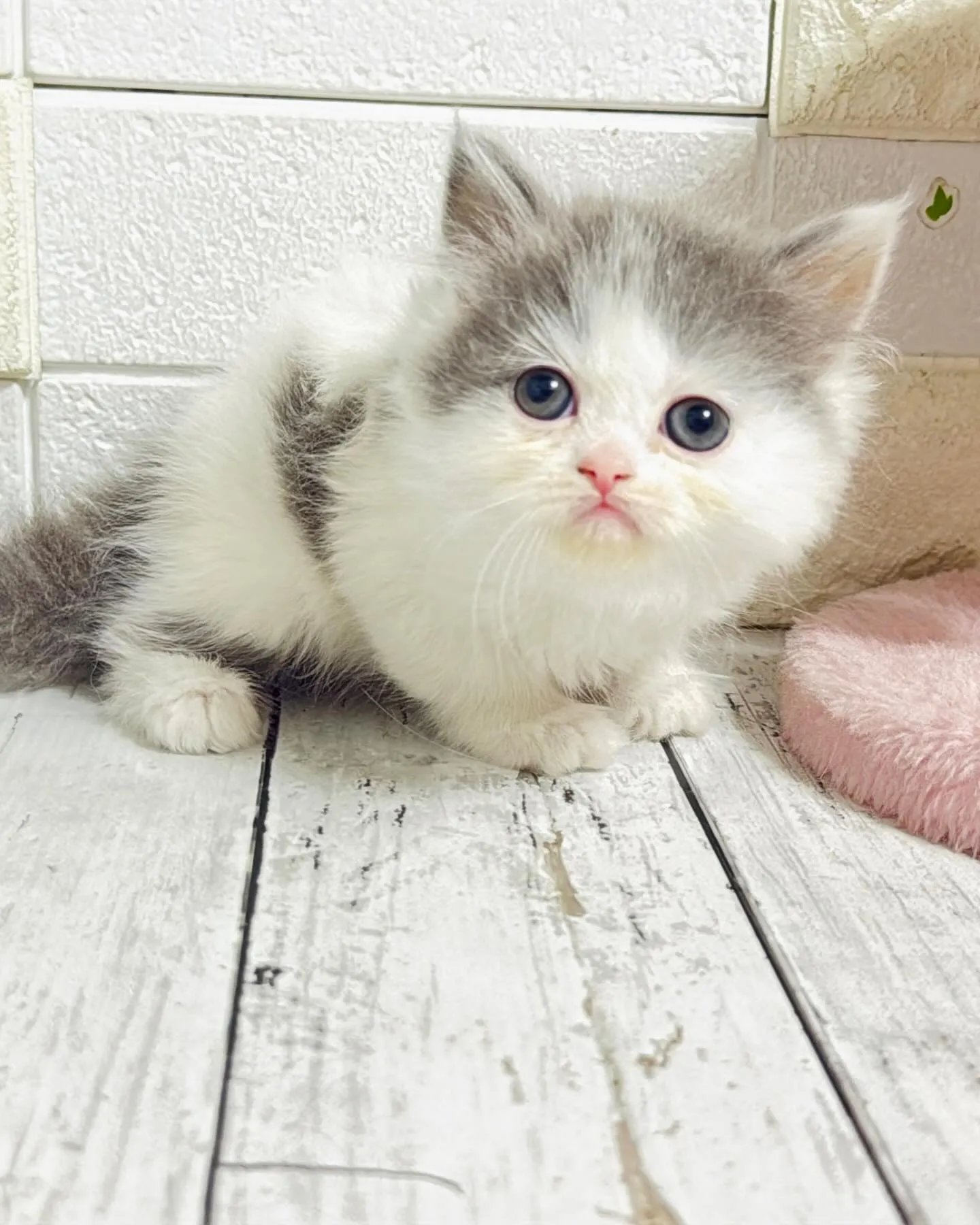 ミヌエット/ブリーダー直販/パピーランドシェリエ/子猫販売