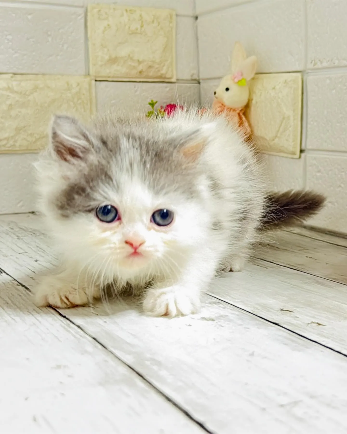 ミヌエット/ブリーダー直販/パピーランドシェリエ/子猫販売