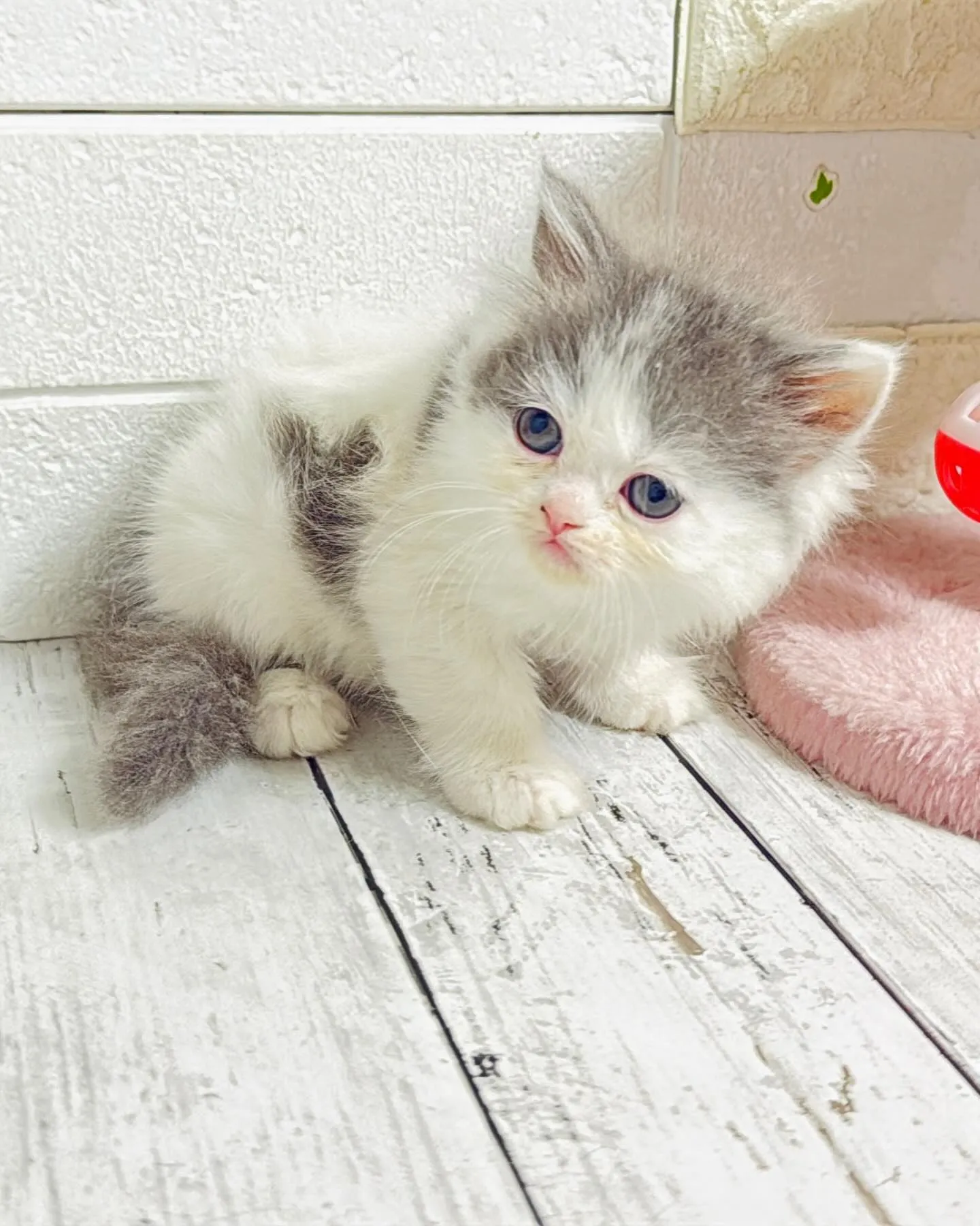 ミヌエット/ブリーダー直販/パピーランドシェリエ/子猫販売