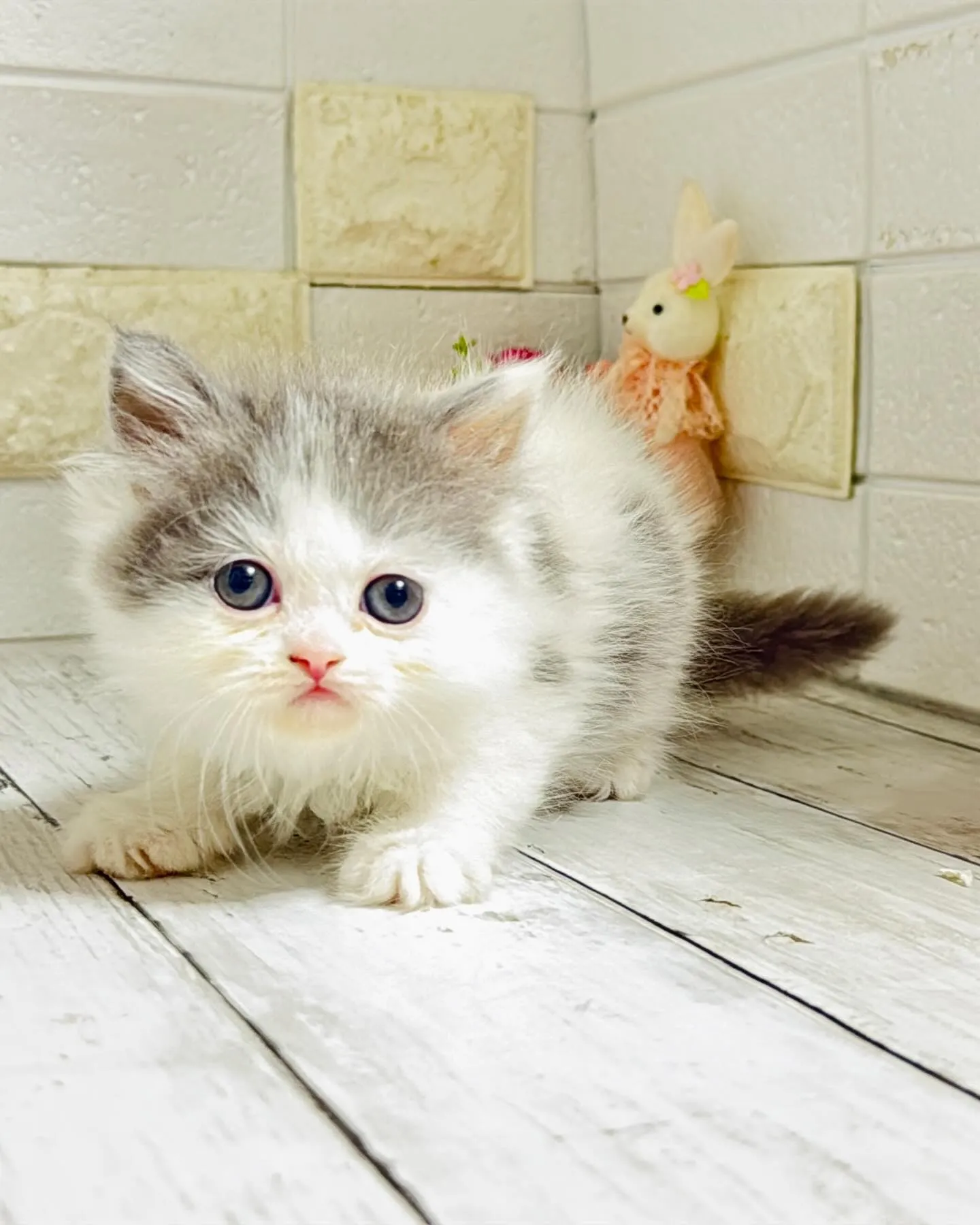 ミヌエット/ブリーダー直販/パピーランドシェリエ/子猫販売