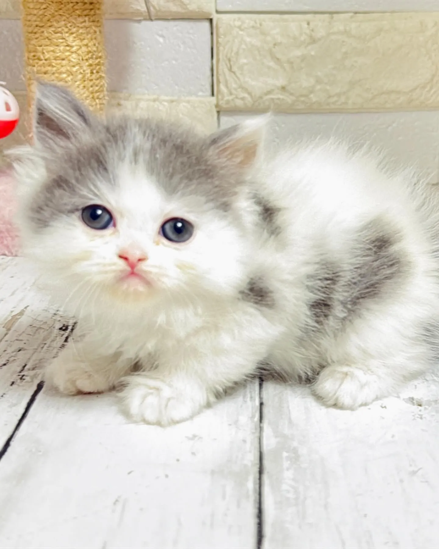 ミヌエット/ブリーダー直販/パピーランドシェリエ/子猫販売