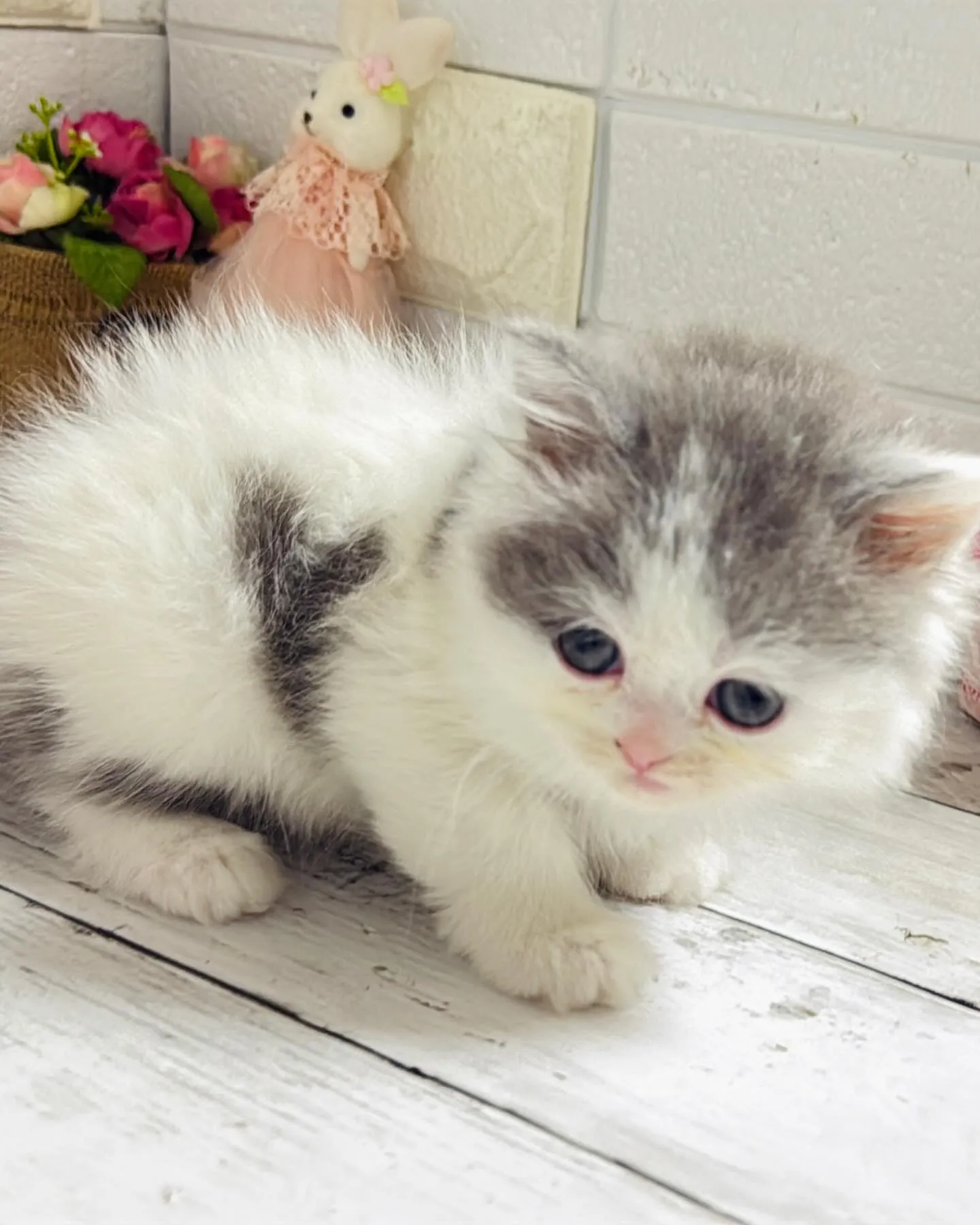 ミヌエット/ブリーダー直販/パピーランドシェリエ/子猫販売