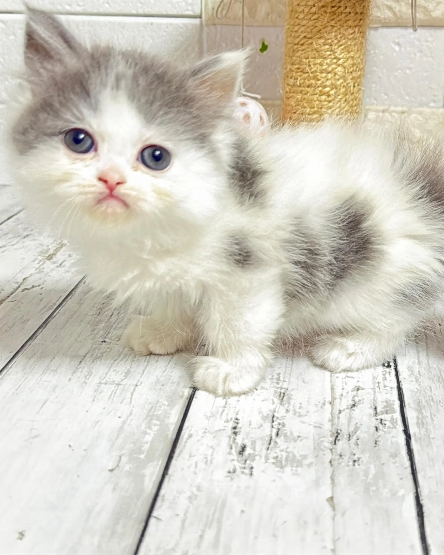 ミヌエット/ブリーダー直販/パピーランドシェリエ/子猫販売