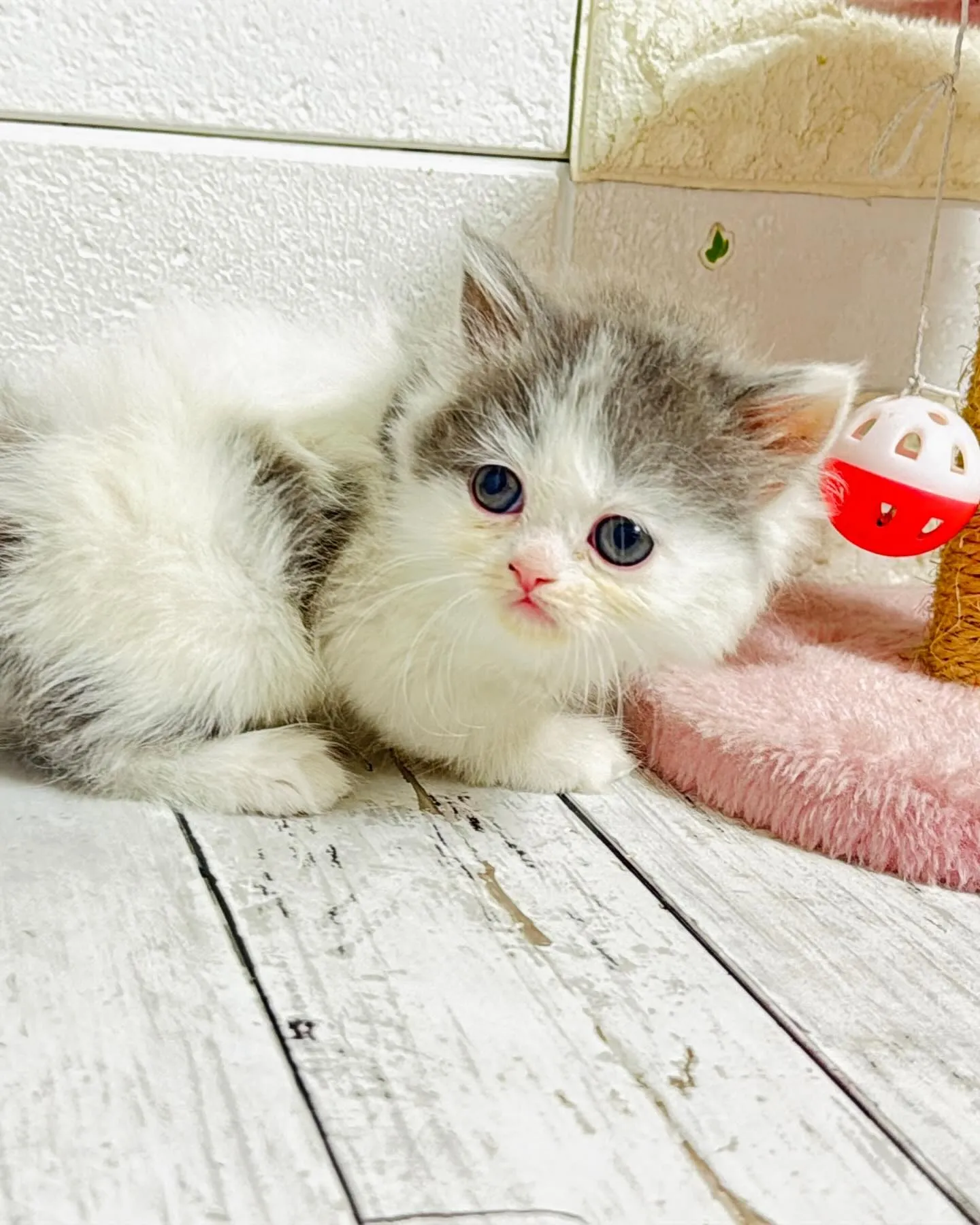 ミヌエット/ブリーダー直販/パピーランドシェリエ/子猫販売