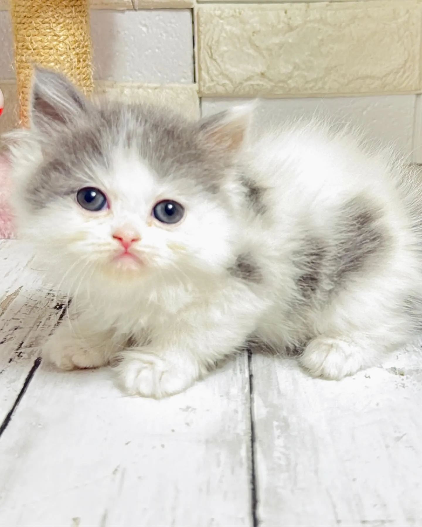 ミヌエット/ブリーダー直販/パピーランドシェリエ/子猫販売