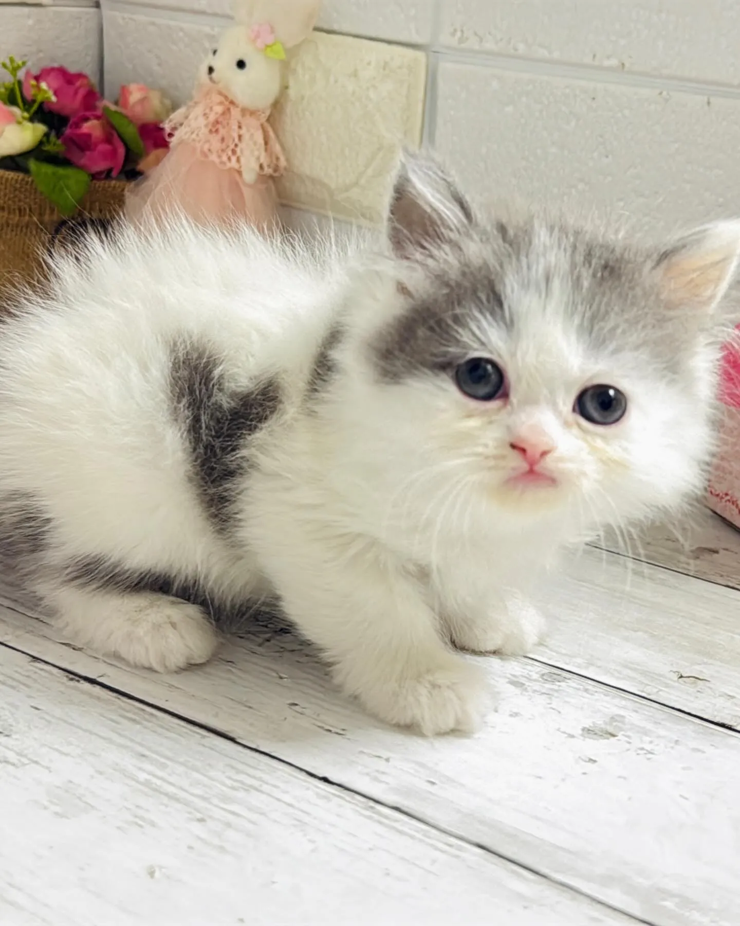 ミヌエット/ブリーダー直販/パピーランドシェリエ/子猫販売