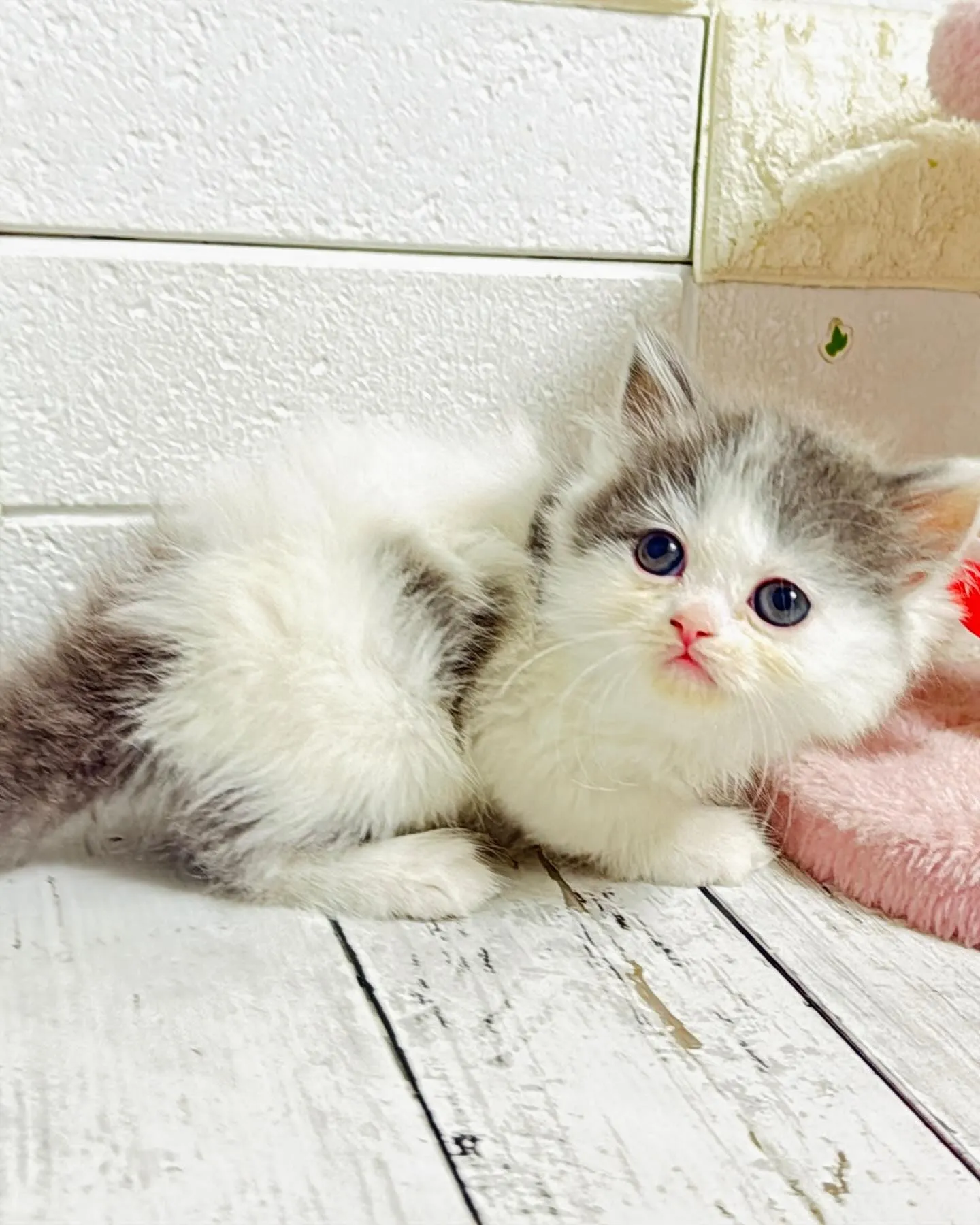 ミヌエット/ブリーダー直販/パピーランドシェリエ/子猫販売