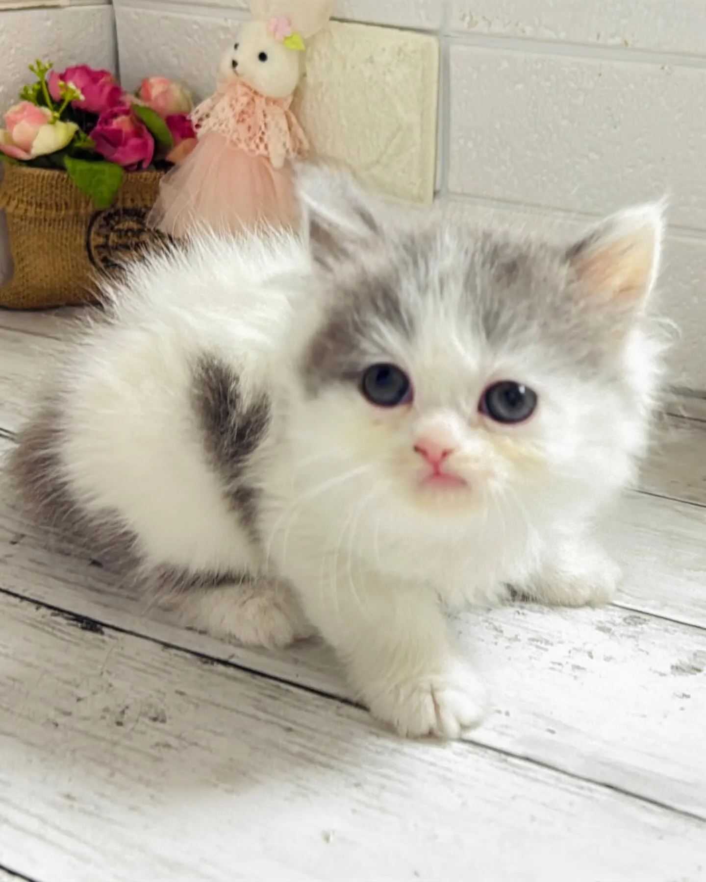 ミヌエット/ブリーダー直販/パピーランドシェリエ/子猫販売