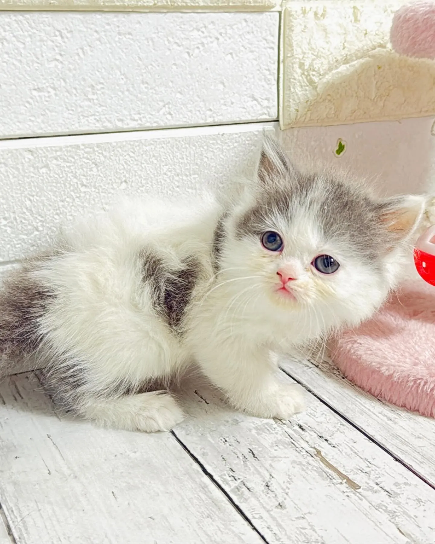 ミヌエット/ブリーダー直販/パピーランドシェリエ/子猫販売