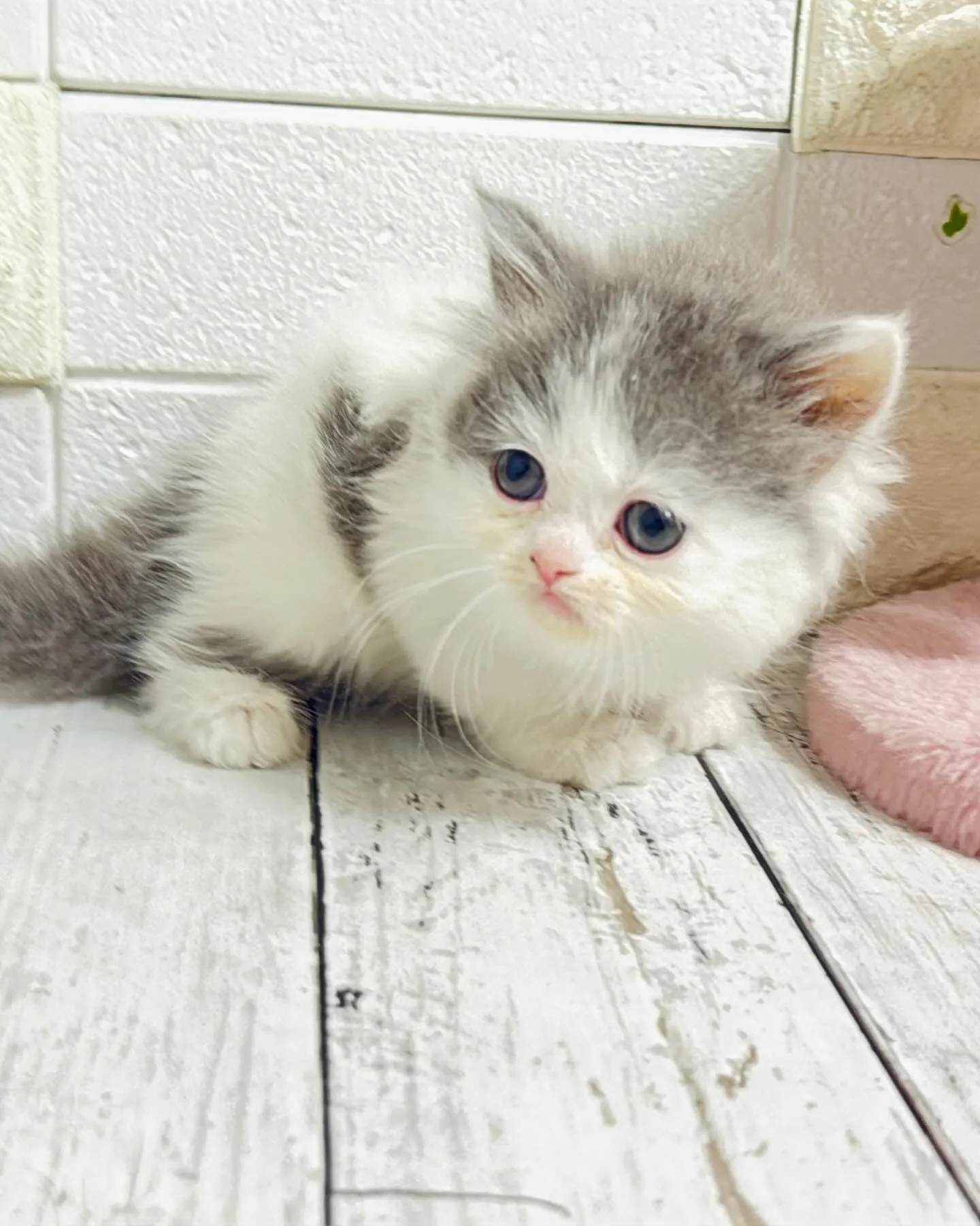 ミヌエット/ブリーダー直販/パピーランドシェリエ/子猫販売