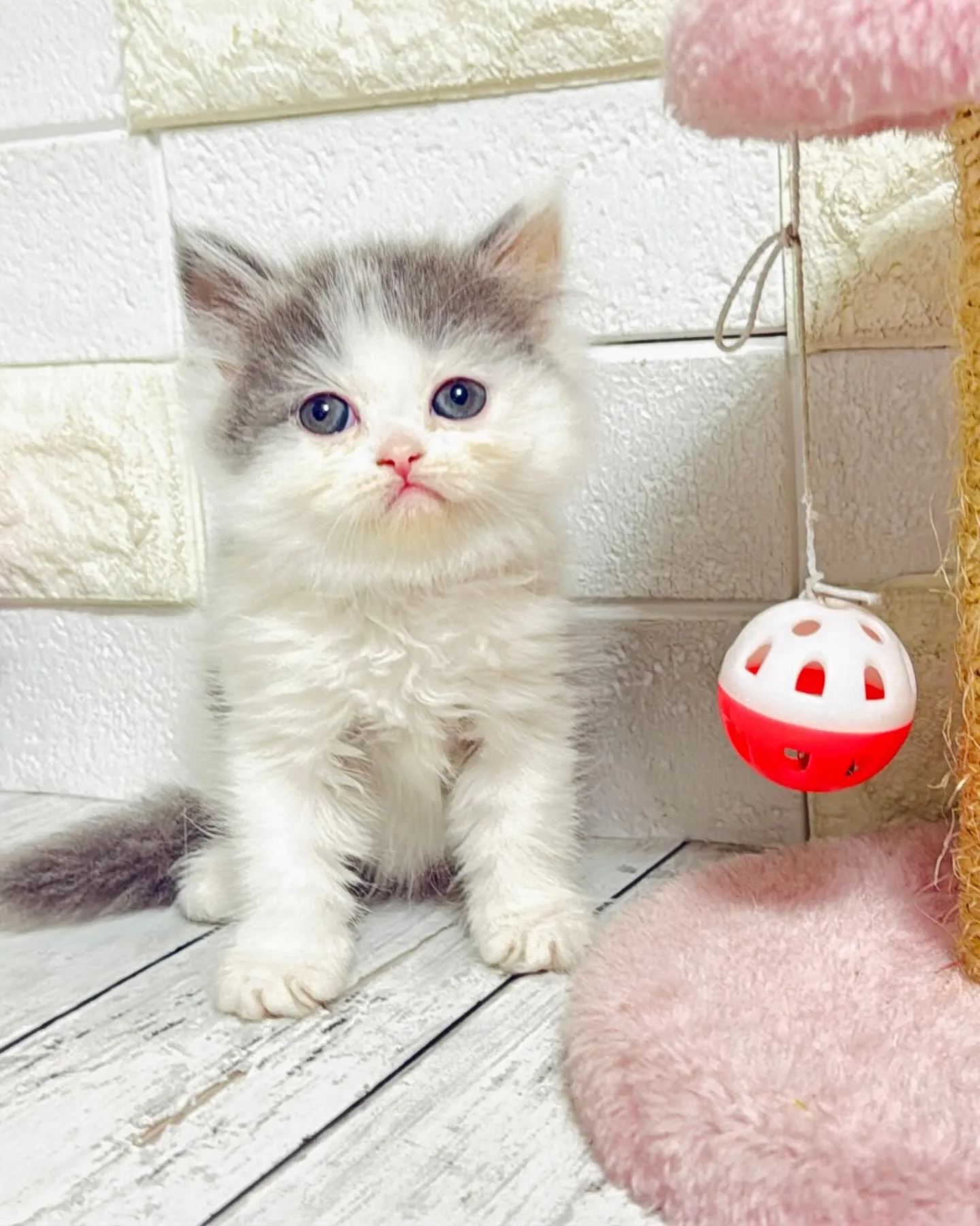 ミヌエット/ブリーダー直販/パピーランドシェリエ/子猫販売