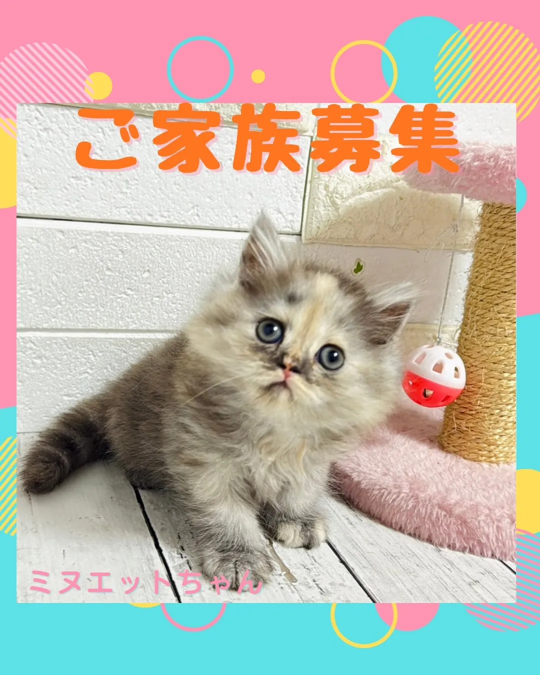 ミヌエット/ブリーダー直販/パピーランドシェリエ/子猫販売