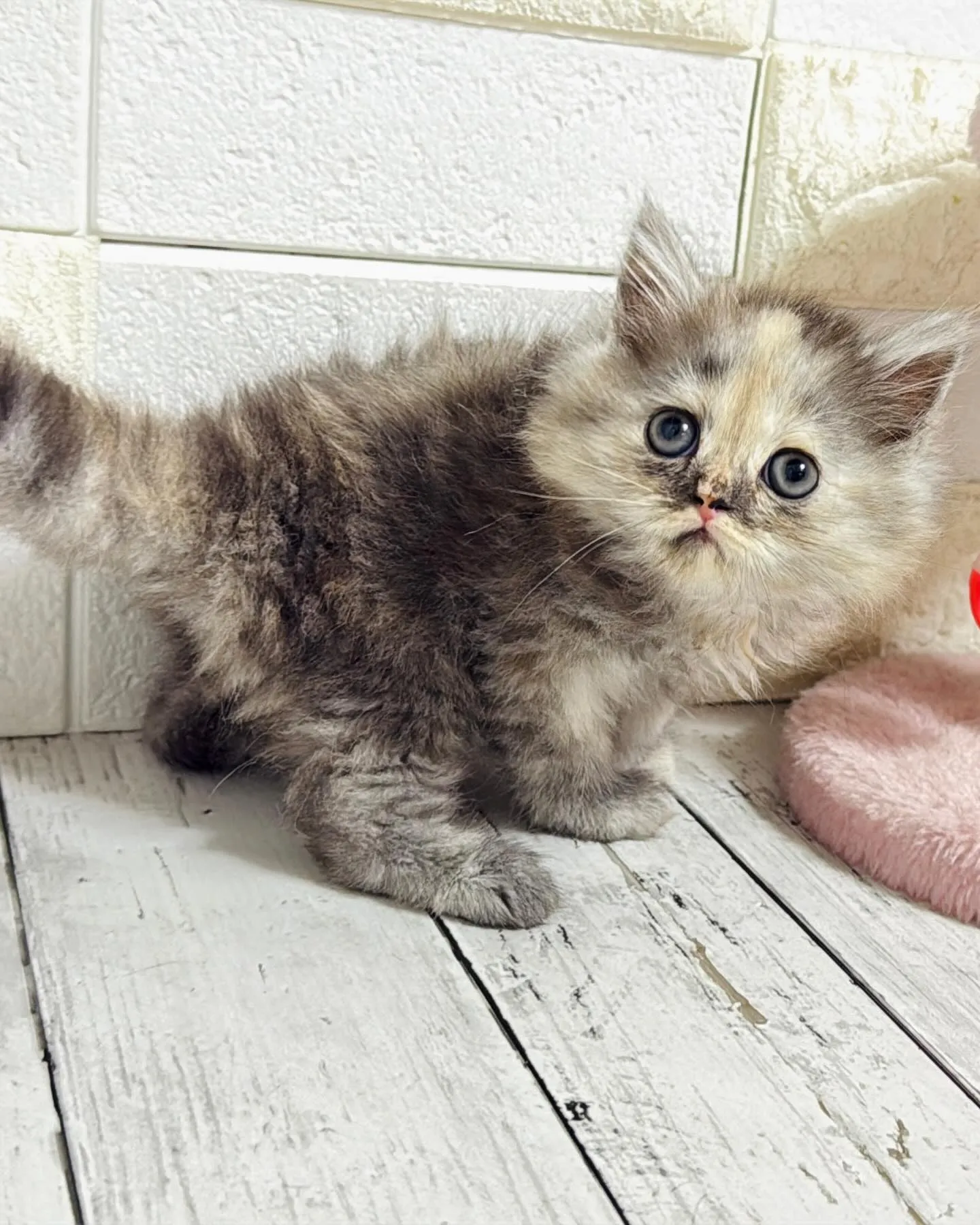 ミヌエット/ブリーダー直販/パピーランドシェリエ/子猫販売