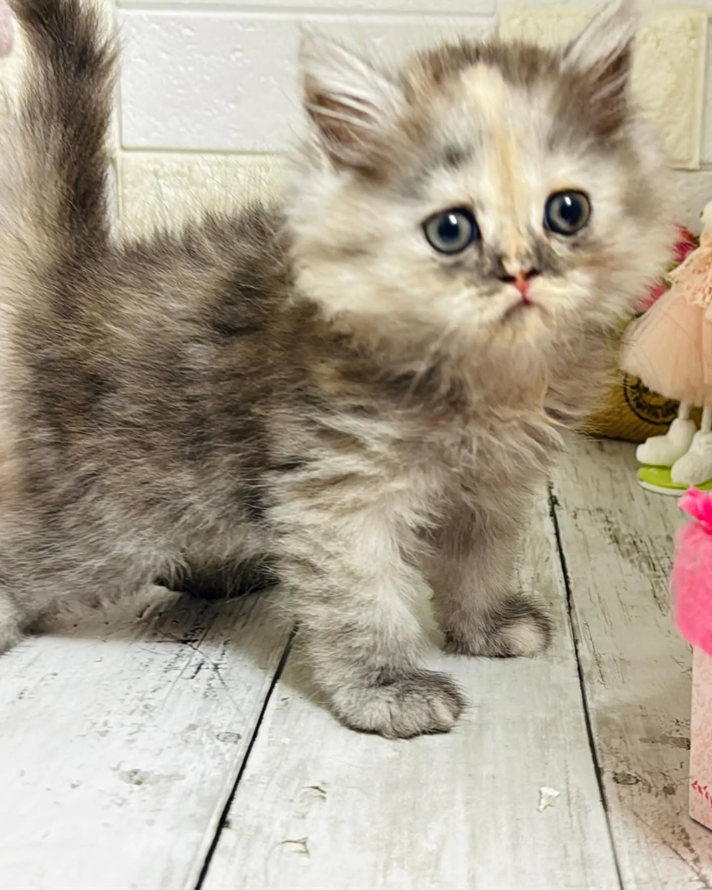 ミヌエット/ブリーダー直販/パピーランドシェリエ/子猫販売