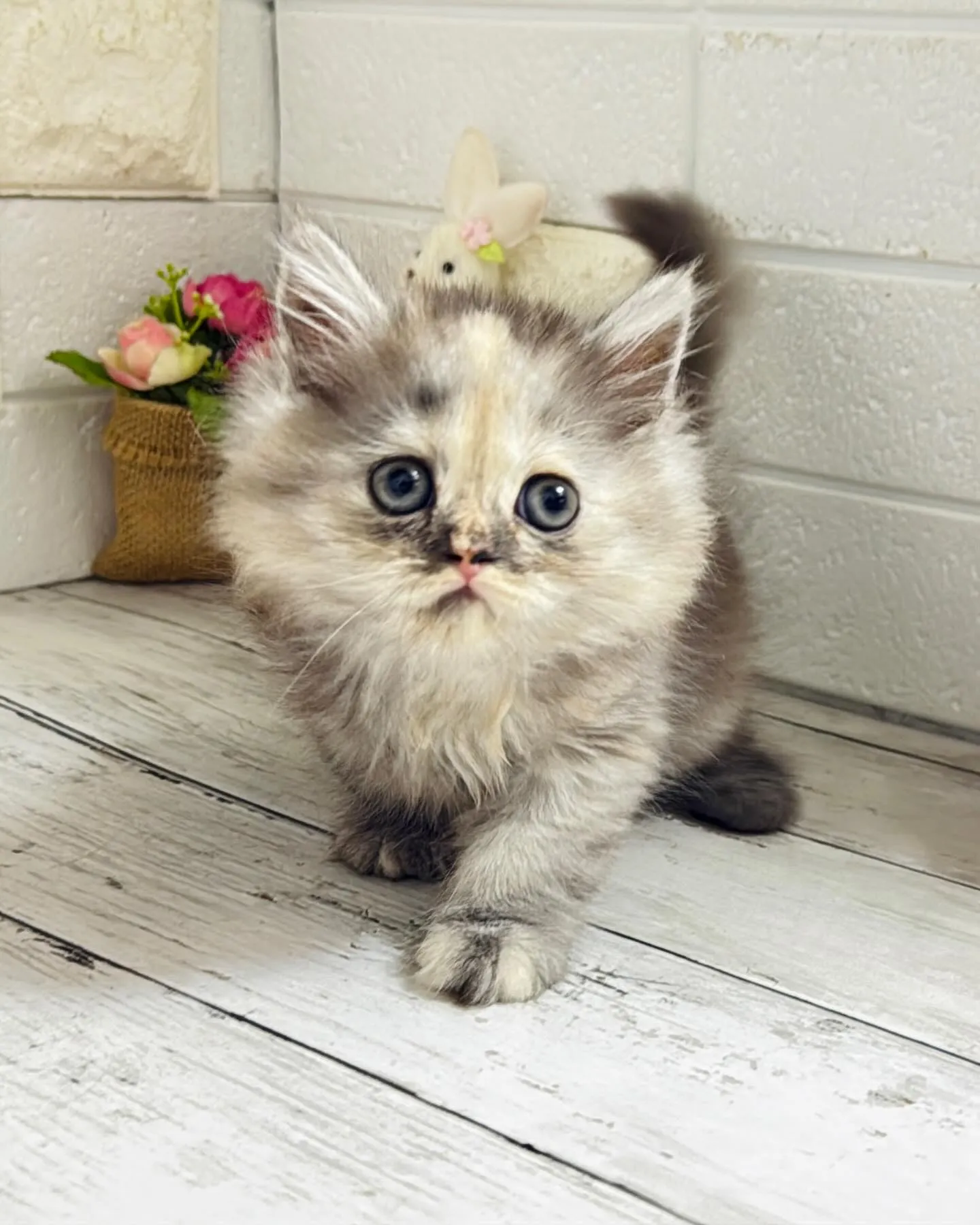 ミヌエット/ブリーダー直販/パピーランドシェリエ/子猫販売