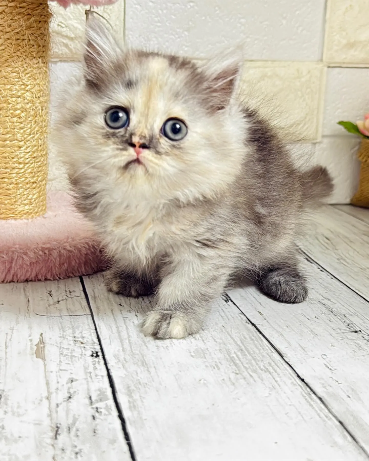 ミヌエット/ブリーダー直販/パピーランドシェリエ/子猫販売