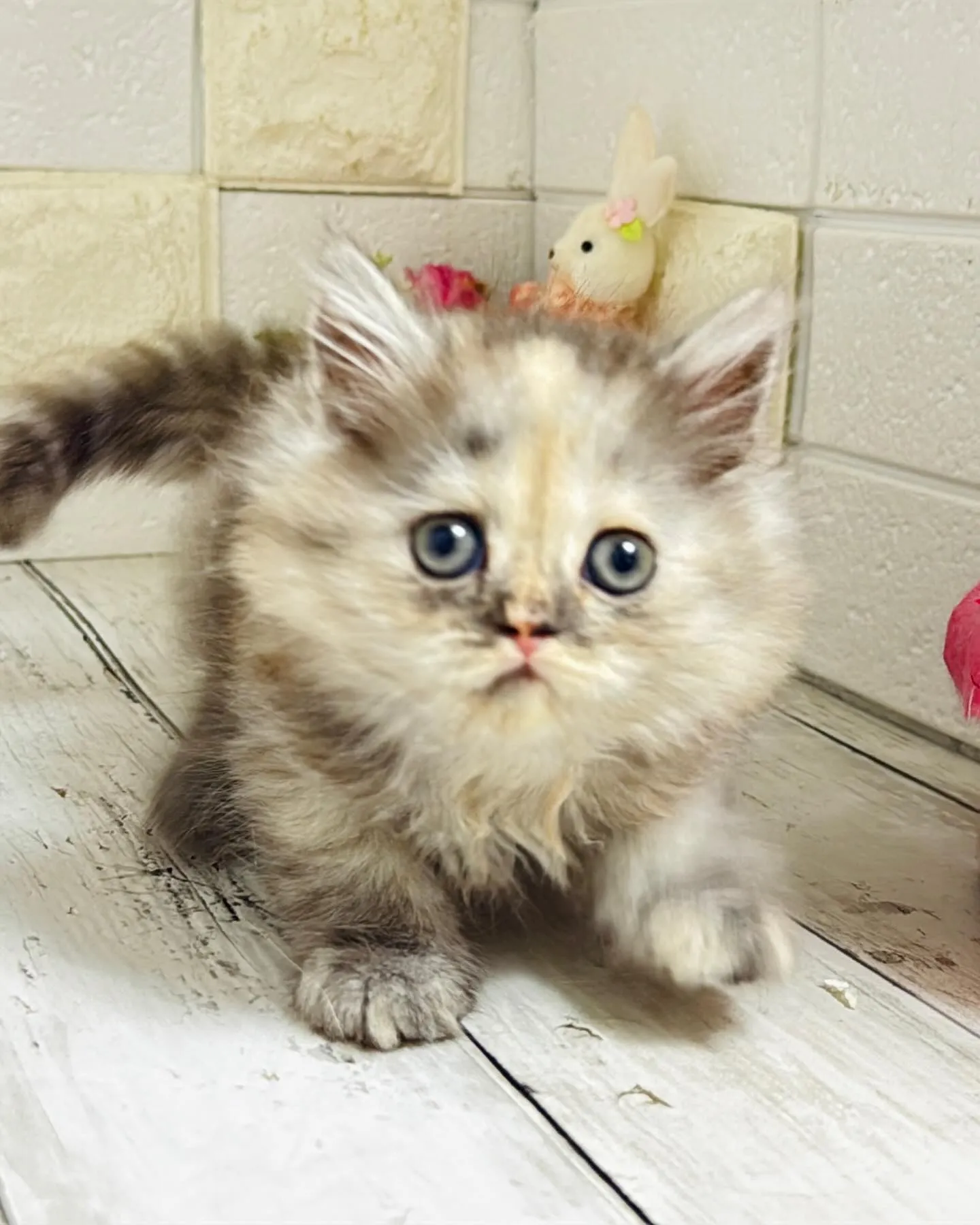 ミヌエット/ブリーダー直販/パピーランドシェリエ/子猫販売