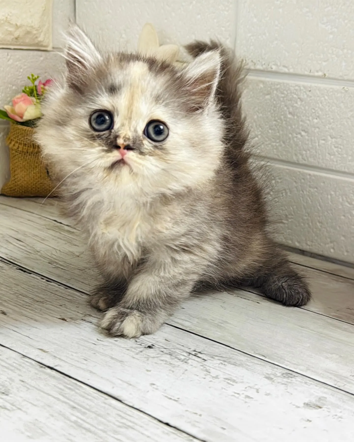 ミヌエット/ブリーダー直販/パピーランドシェリエ/子猫販売