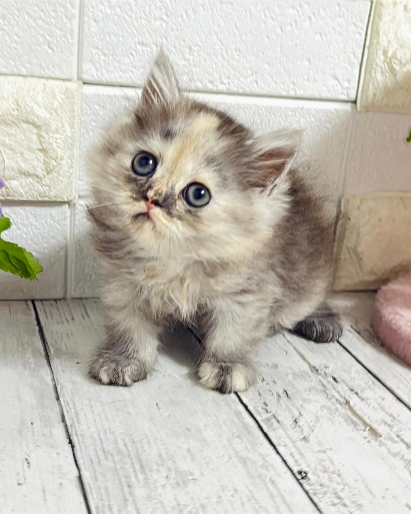 ミヌエット/ブリーダー直販/パピーランドシェリエ/子猫販売