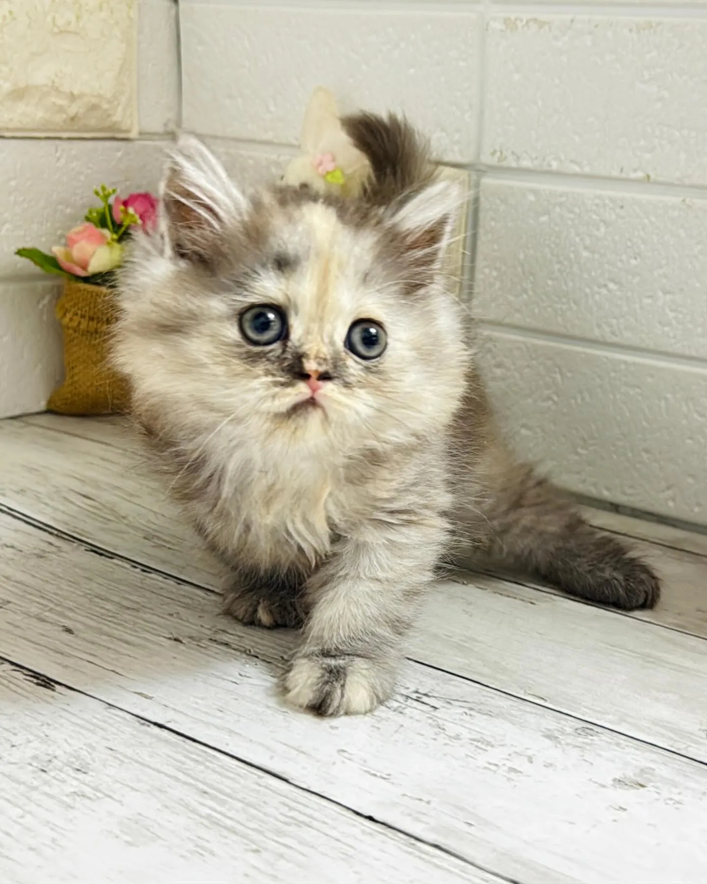 ミヌエット/ブリーダー直販/パピーランドシェリエ/子猫販売