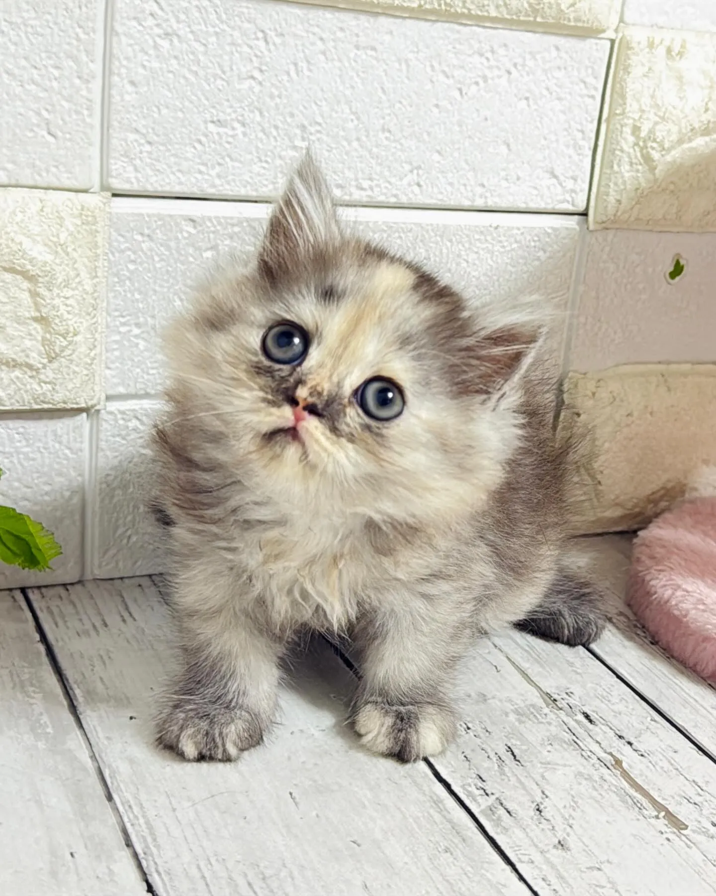 ミヌエット/ブリーダー直販/パピーランドシェリエ/子猫販売