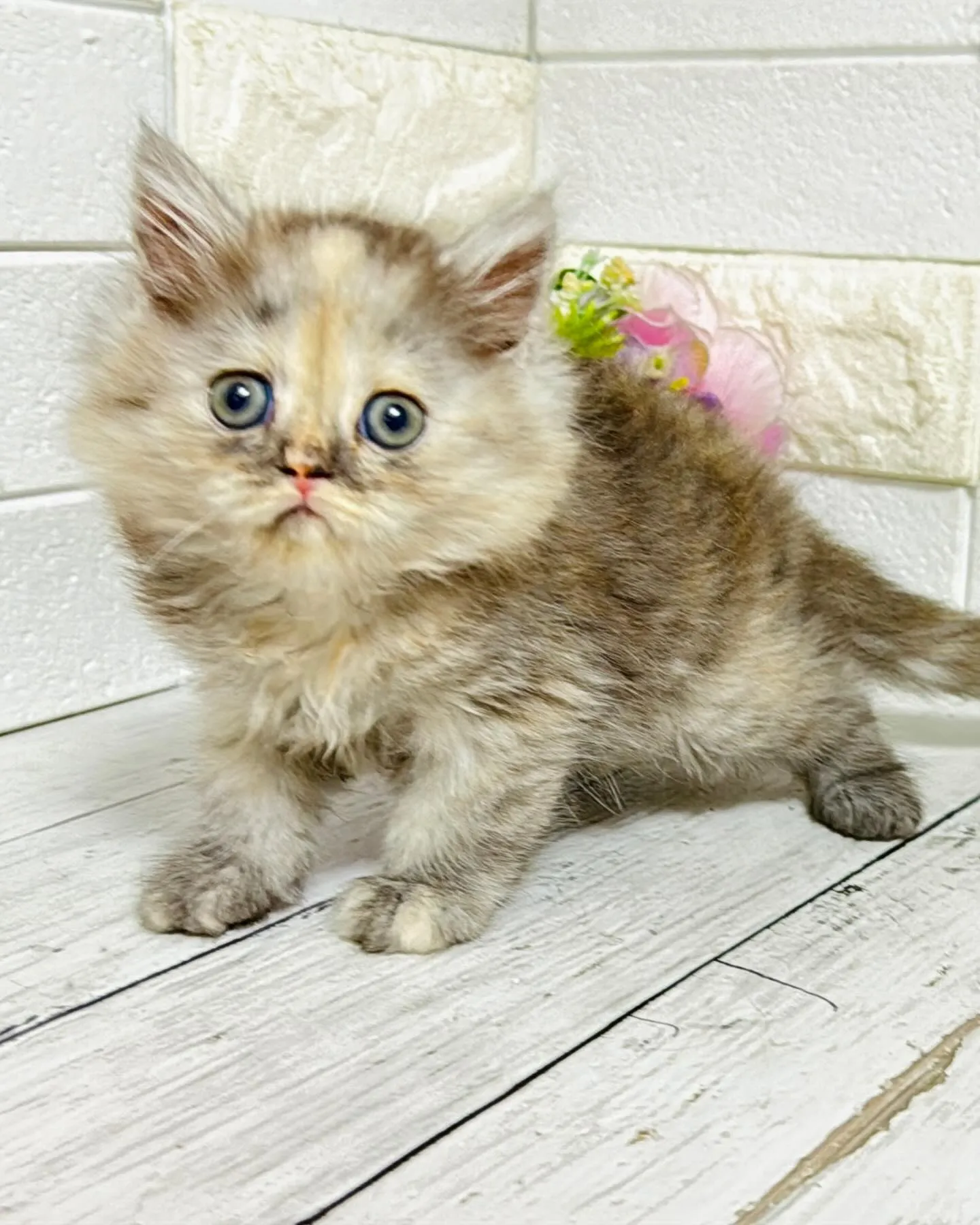 ミヌエット/ブリーダー直販/パピーランドシェリエ/子猫販売