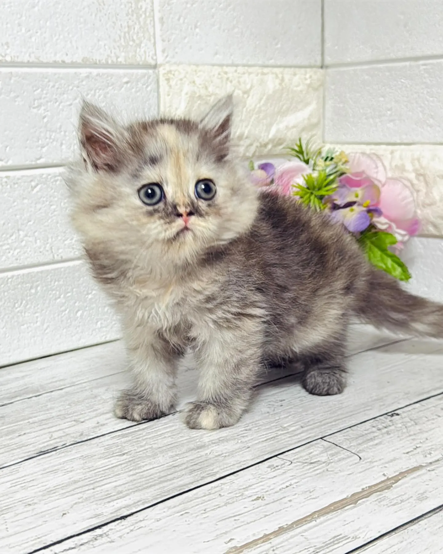 ミヌエット/ブリーダー直販/パピーランドシェリエ/子猫販売