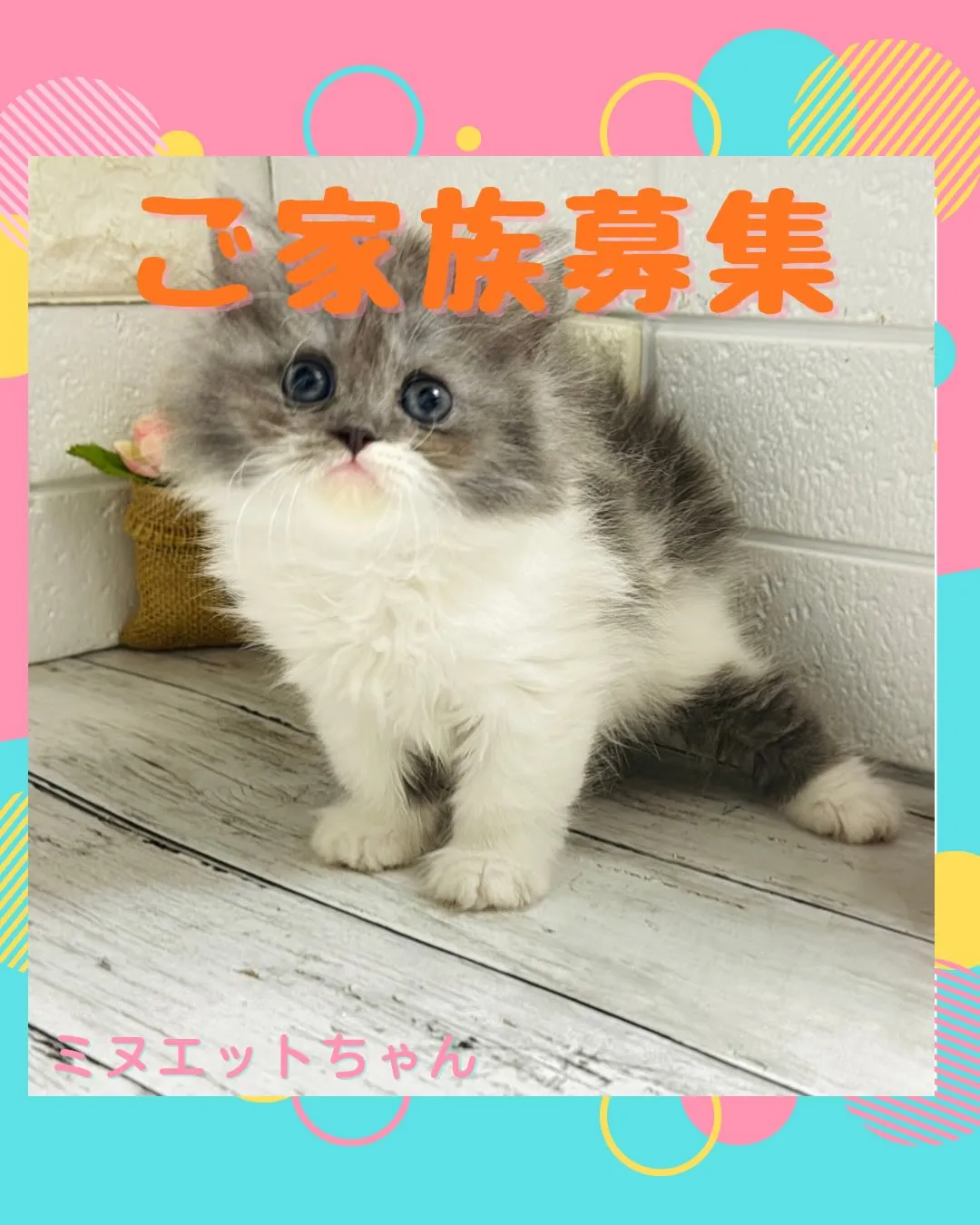 ミヌエット/ブリーダー直販/パピーランドシェリエ/子猫販売